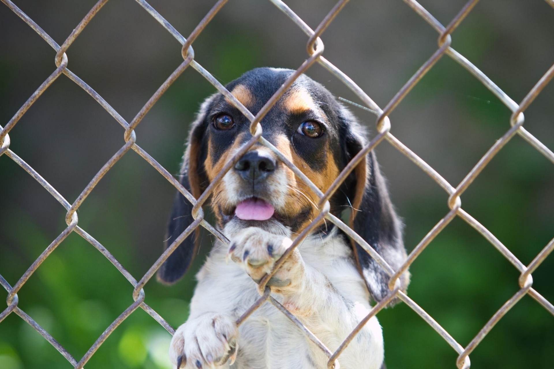 92164 скачать обои щенок, животные, собака, забор, гончая - заставки и картинки бесплатно