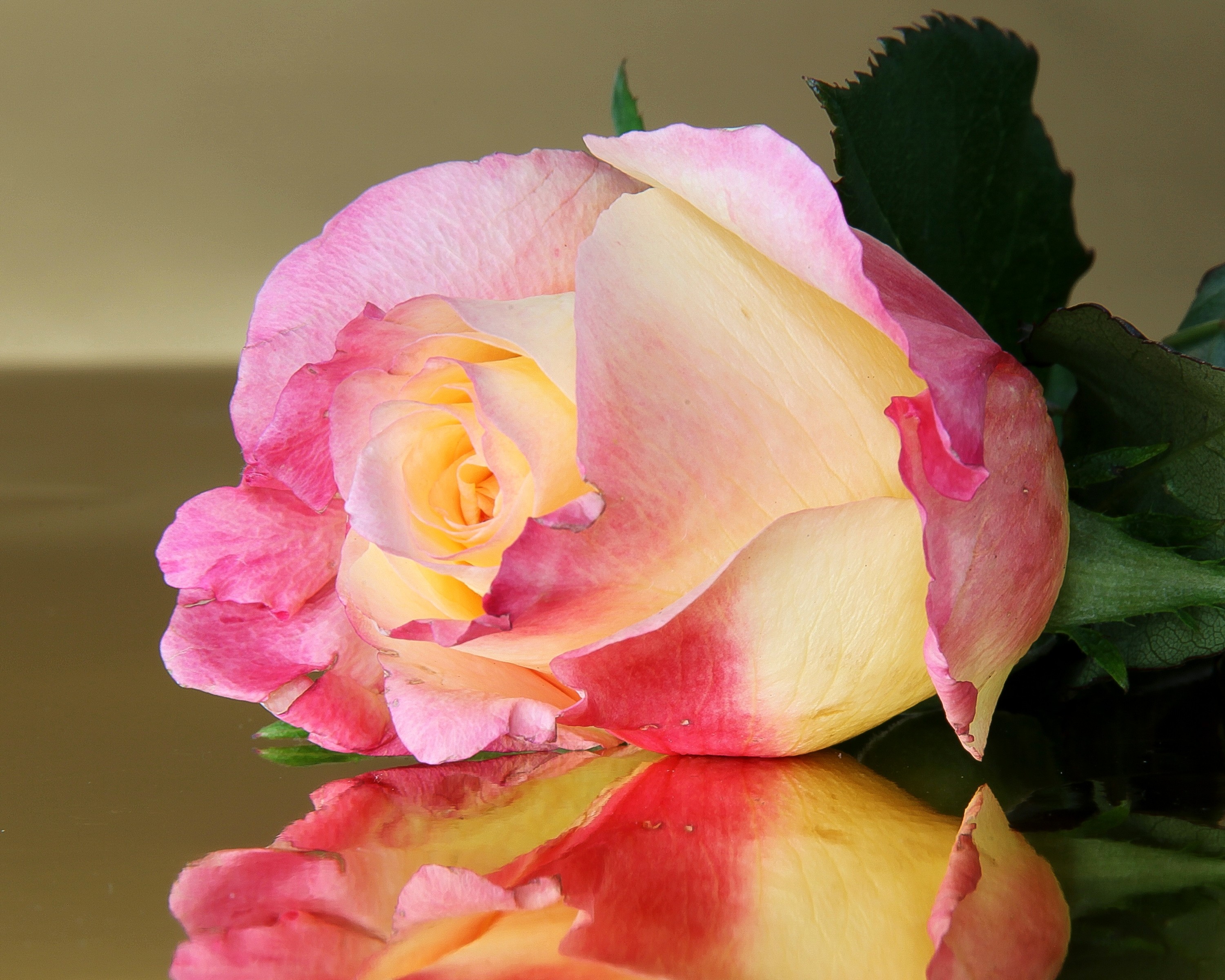 無料モバイル壁紙フラワーズ, 反射, 花, 薔薇, 地球, ピンクの花をダウンロードします。