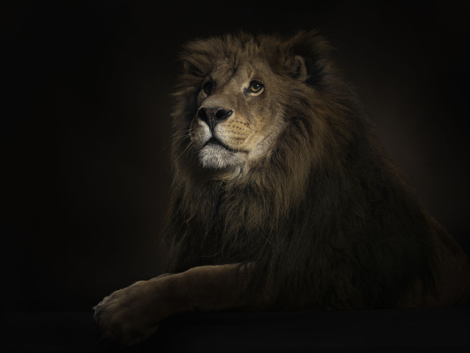 Téléchargez gratuitement l'image Animaux, Lion sur le bureau de votre PC