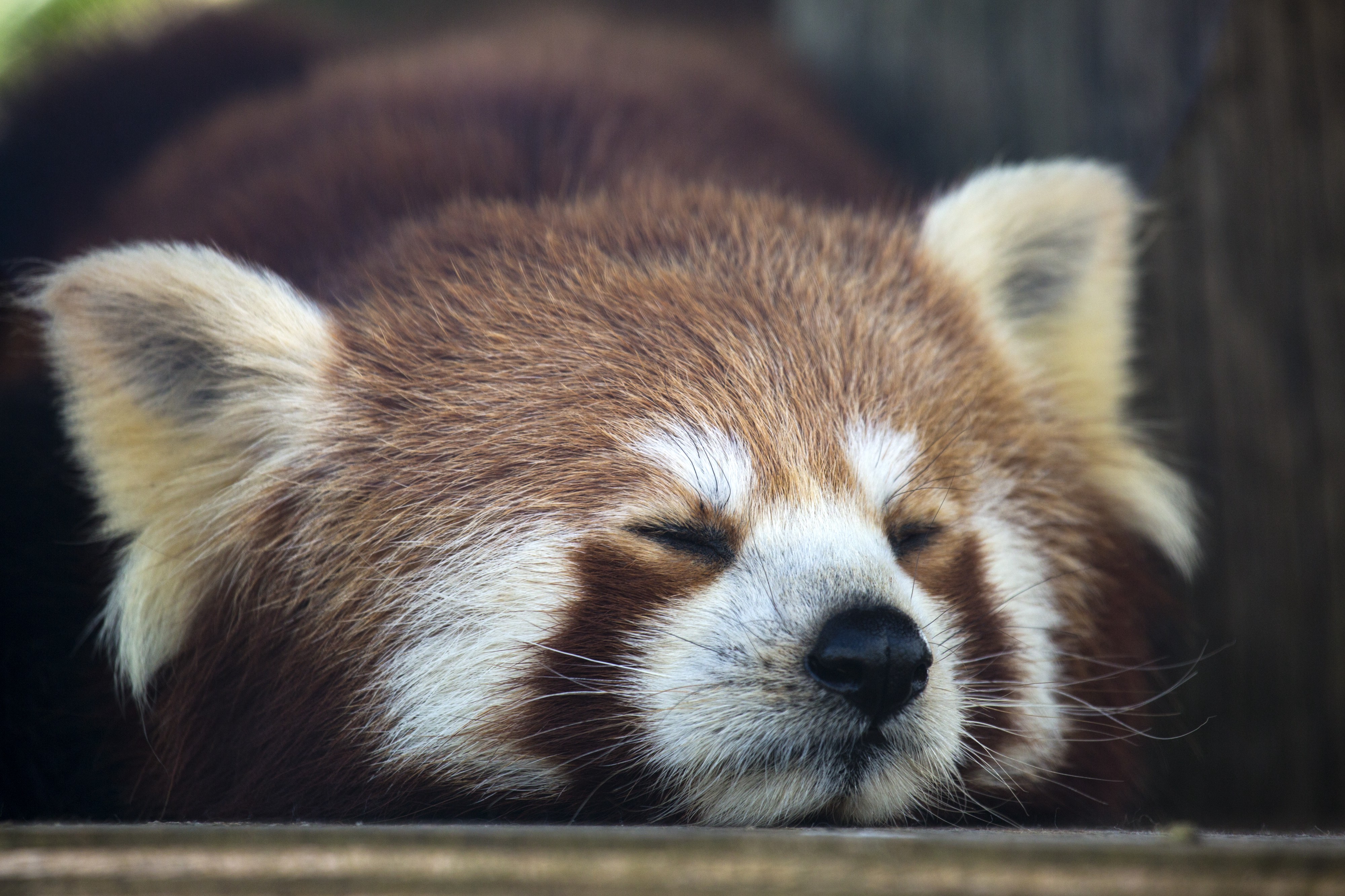 Téléchargez des papiers peints mobile Animaux, Mignon, Panda Roux gratuitement.