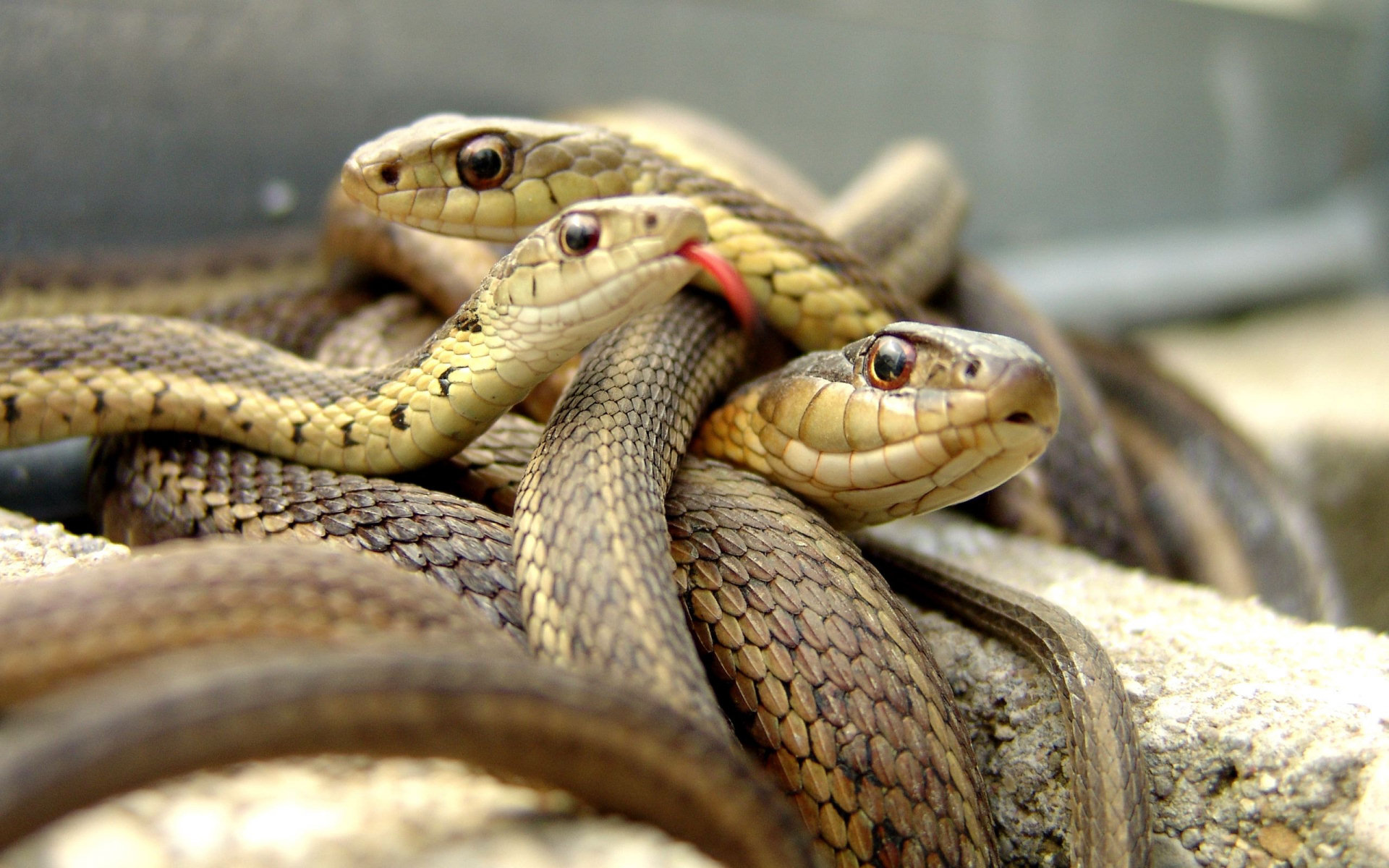 Download mobile wallpaper Animal, Snake for free.