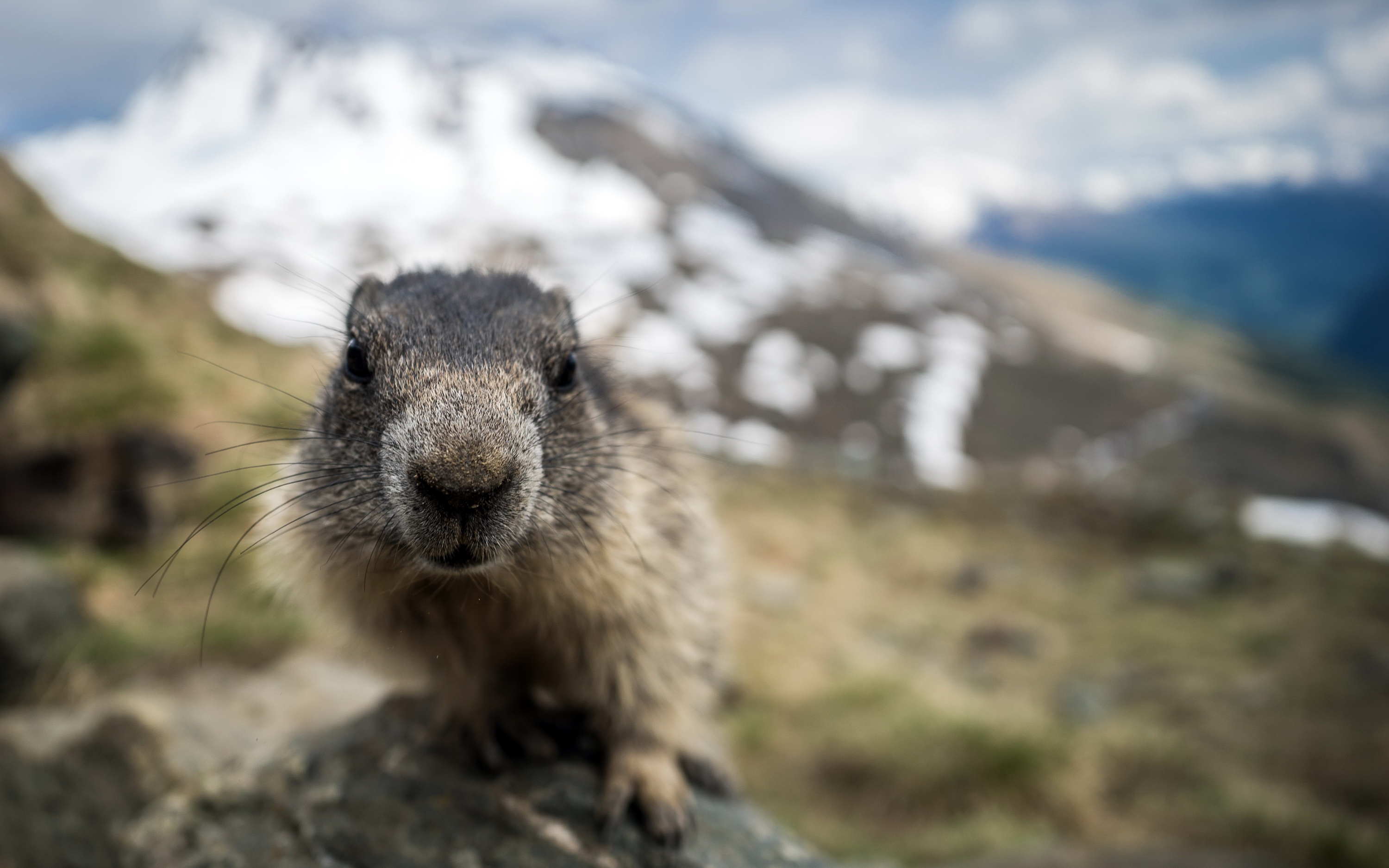 792761 descargar fondo de pantalla animales, marmota, de cerca, profundidad de campo: protectores de pantalla e imágenes gratis