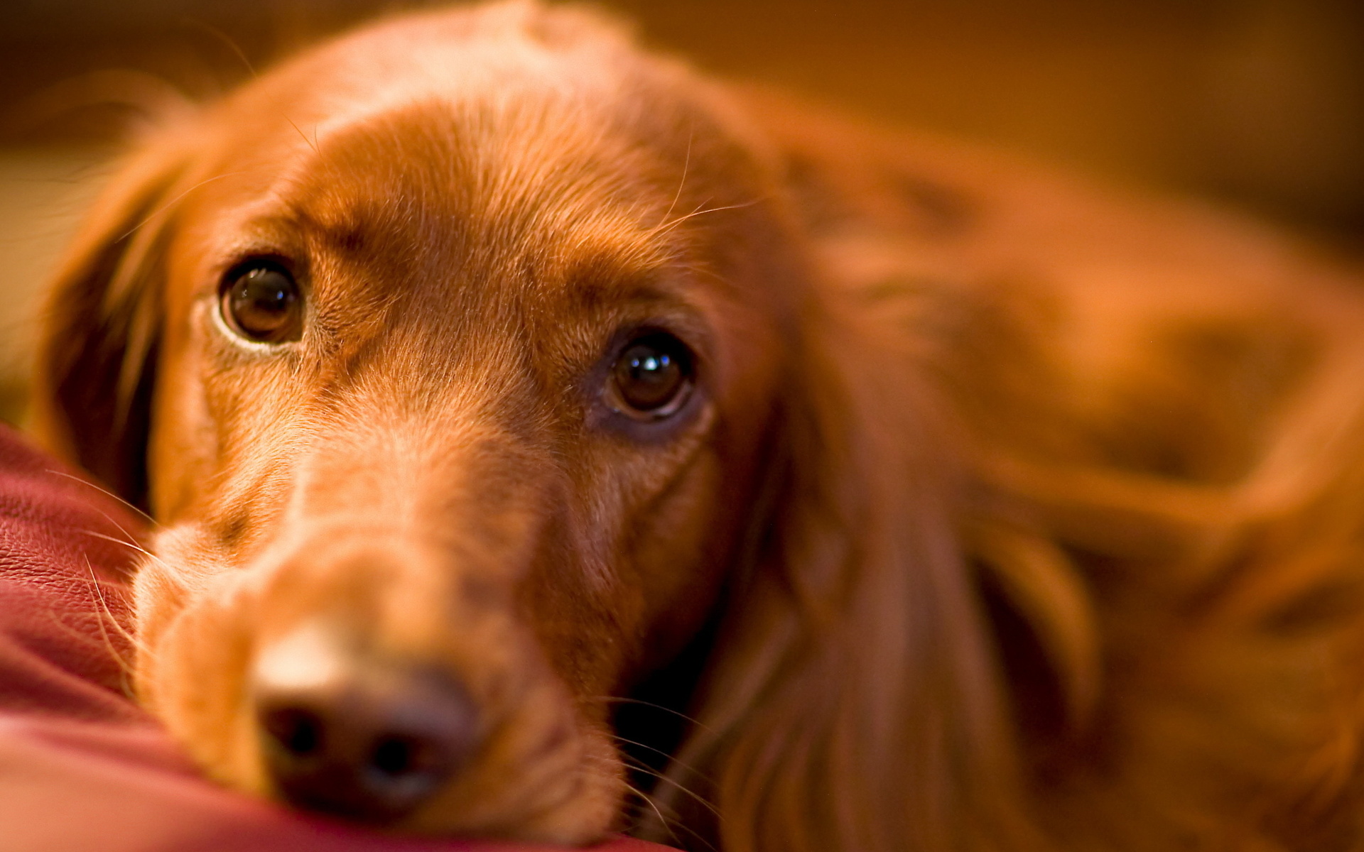 Téléchargez des papiers peints mobile Animaux, Chien gratuitement.