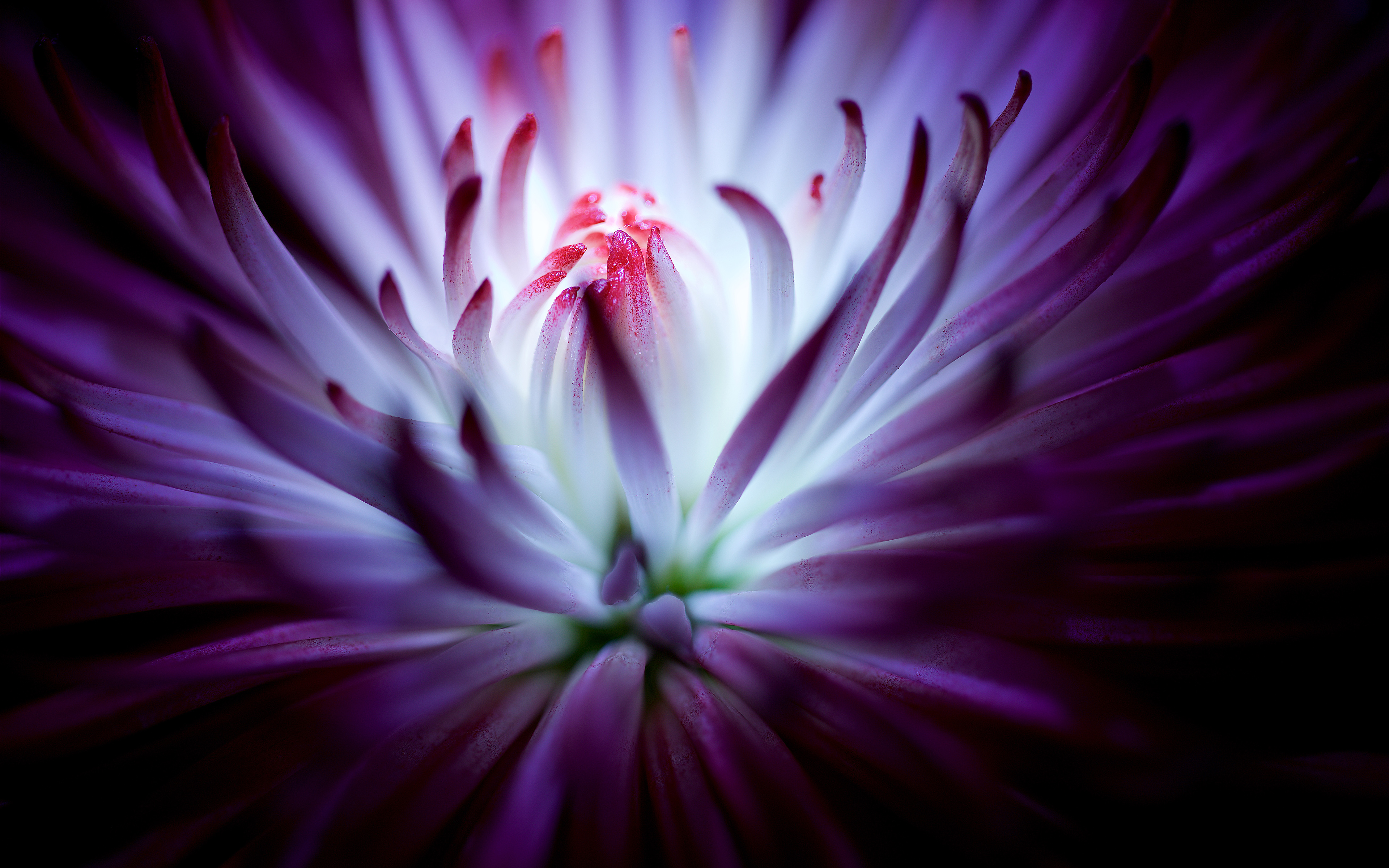 Download mobile wallpaper Flower, Macro, Photography, Purple Flower for free.