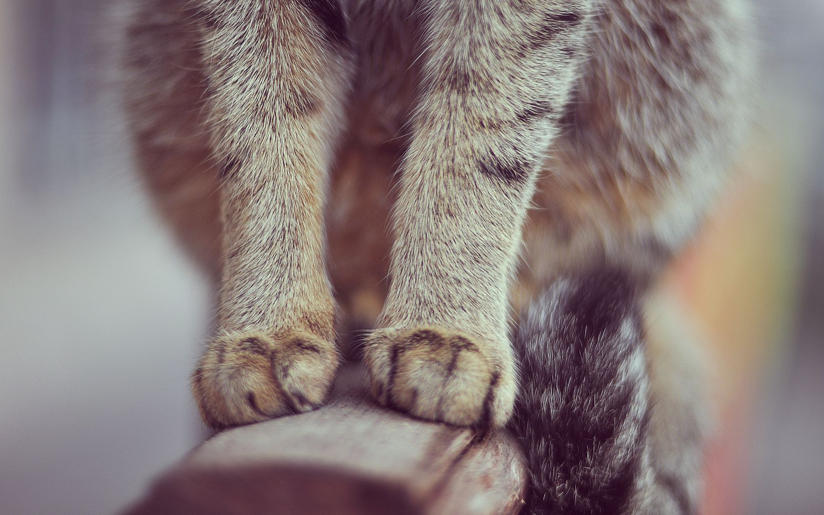 Download mobile wallpaper Sit, Paws, Fur, Animals, Cat for free.