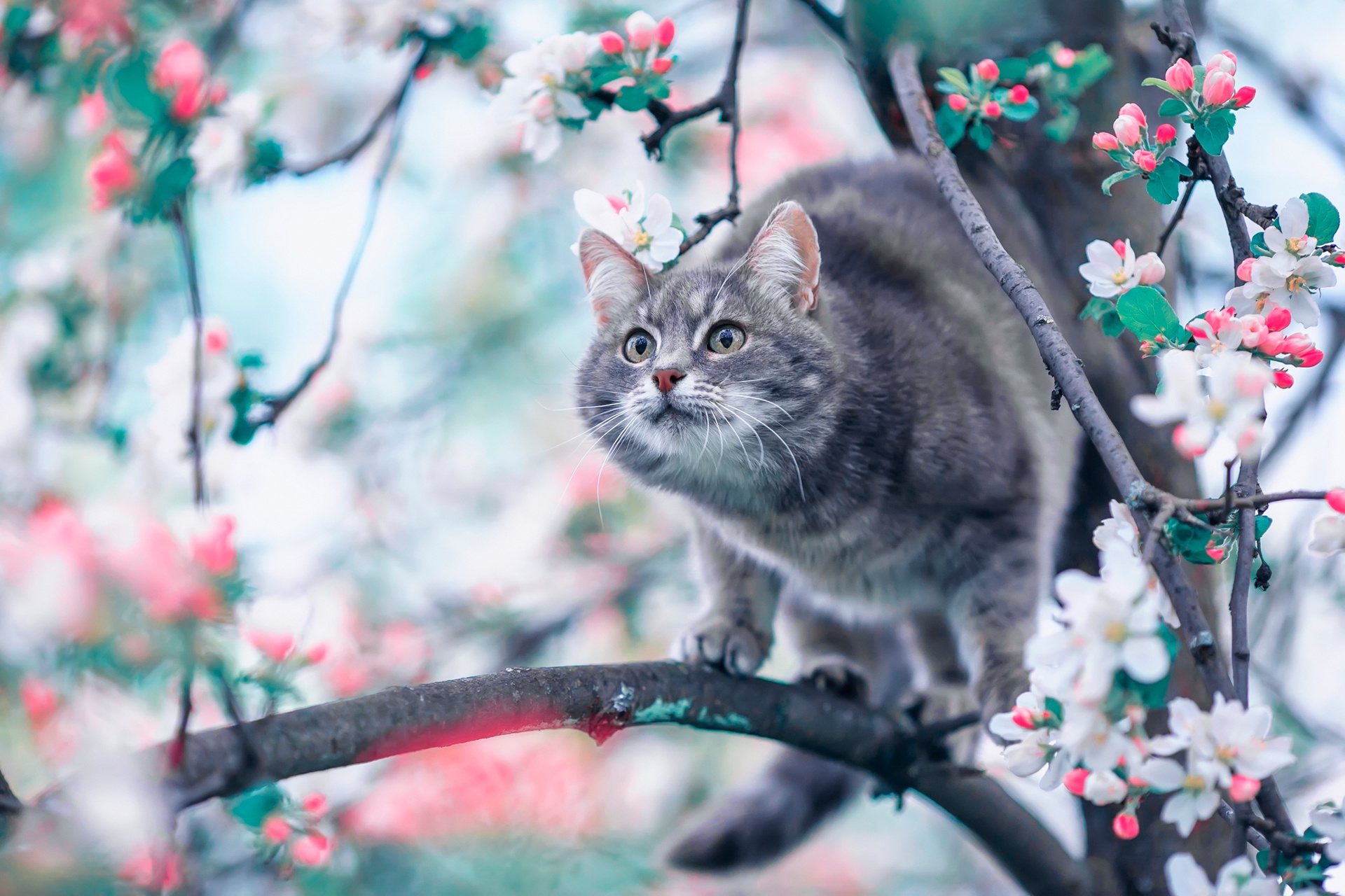 Download mobile wallpaper Cats, Cat, Animal, Blossom for free.