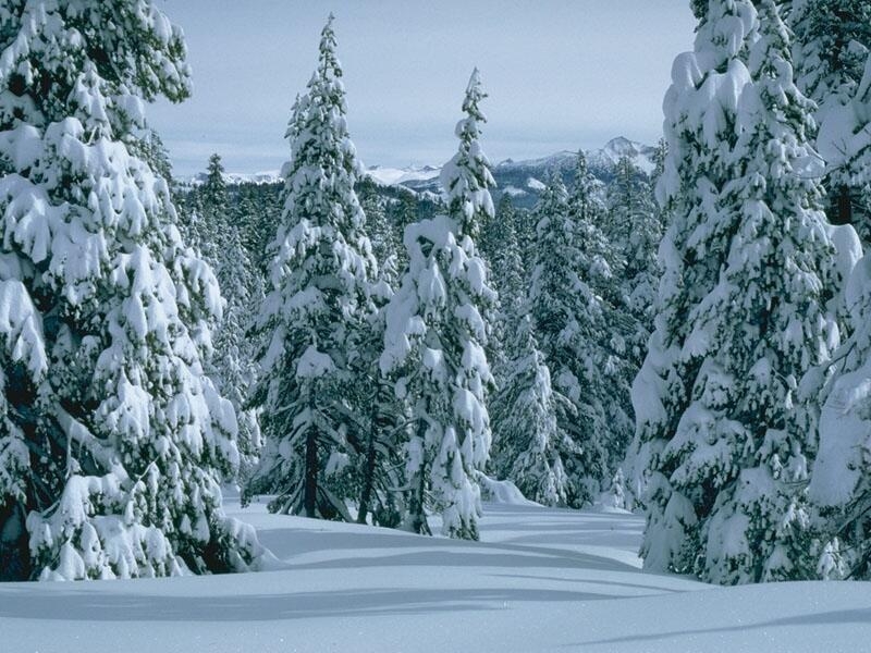 Скачати мобільні шпалери Дерева, Пейзаж, Зима безкоштовно.
