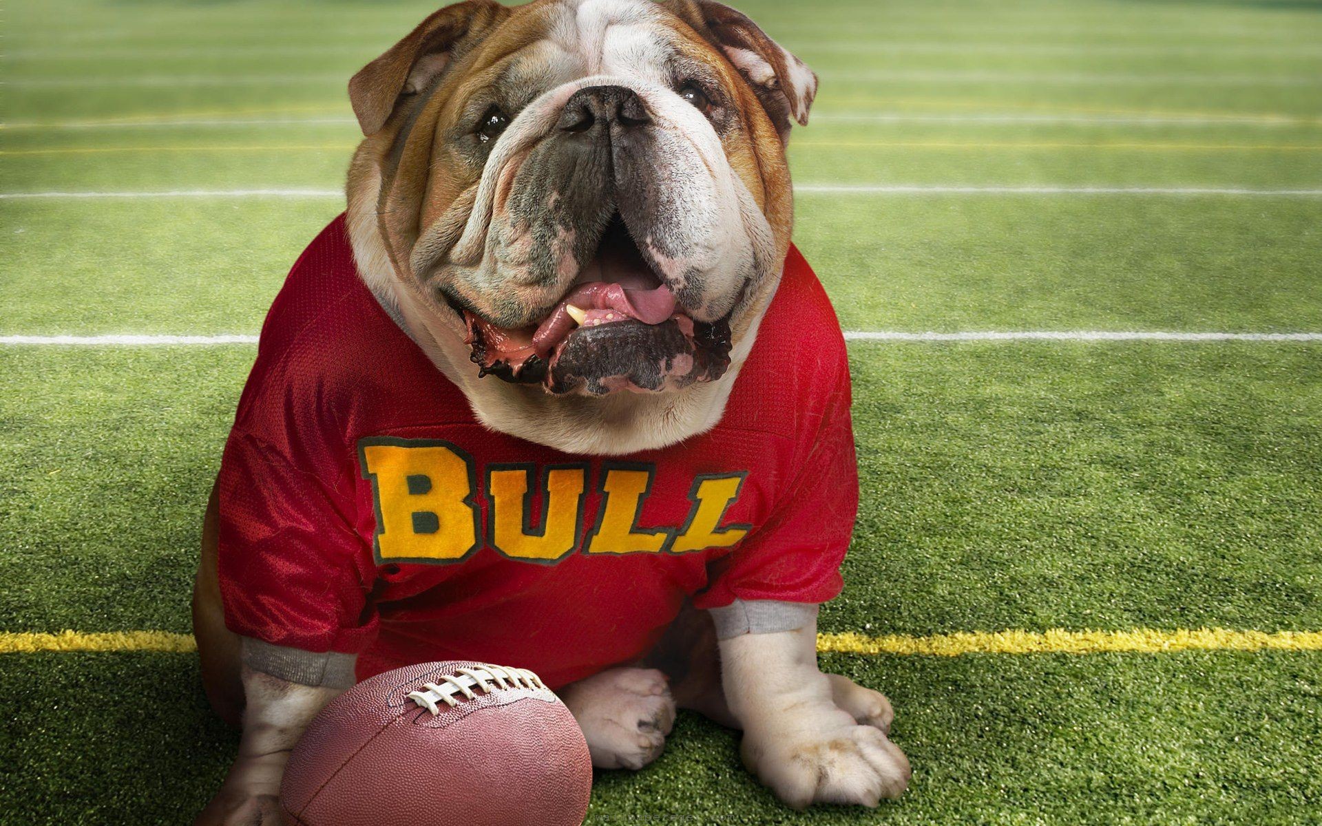 PCデスクトップにスポーツ, 犬, フットボール, ジョージア ブルドッグ画像を無料でダウンロード