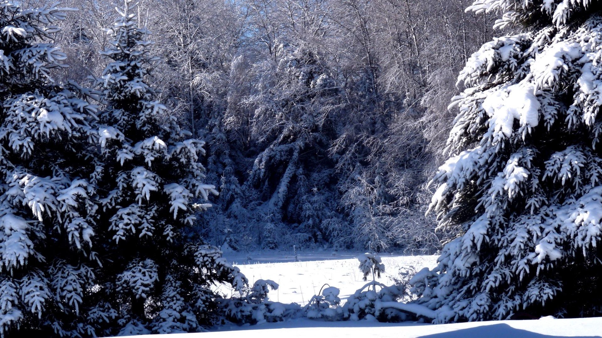 winter, nature, snow, shine, light, branches, branch, polyana, glade, ate, severity, heaviness