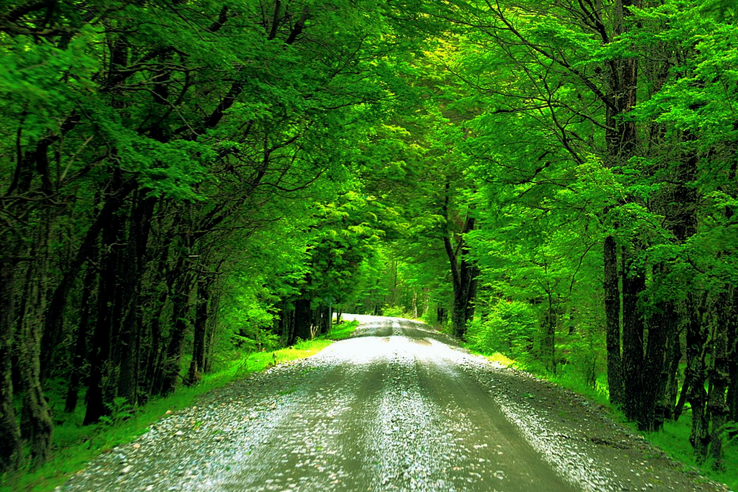 Download mobile wallpaper Road, Tree, Man Made, Tree Lined for free.