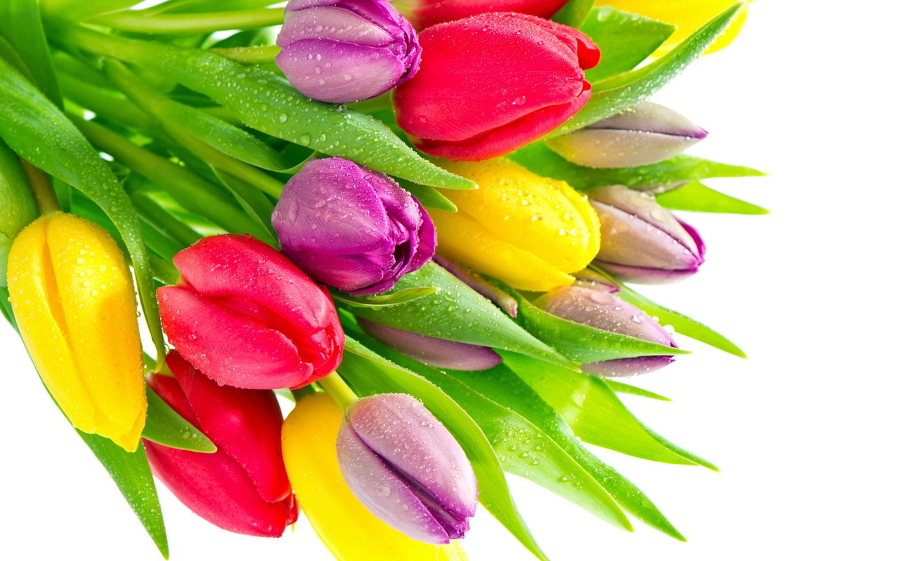 tulips, plants, flowers