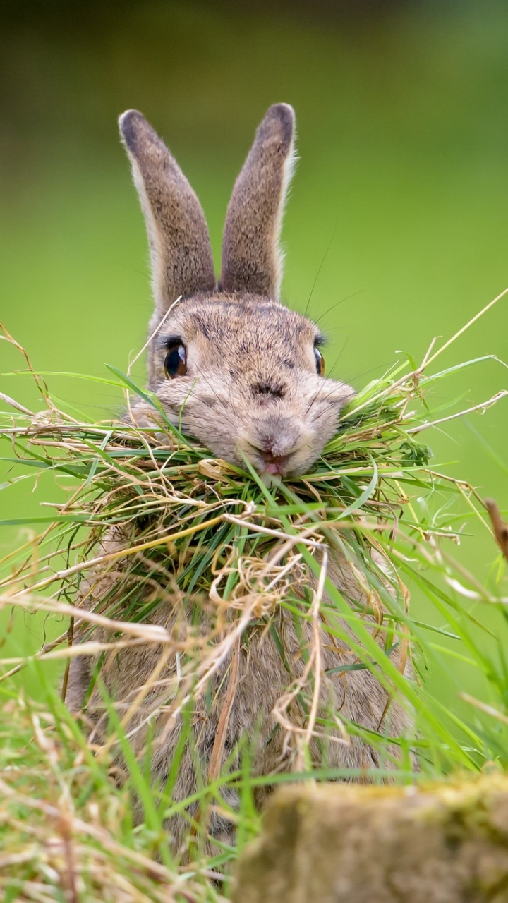 Download mobile wallpaper Grass, Animal, Rabbit for free.