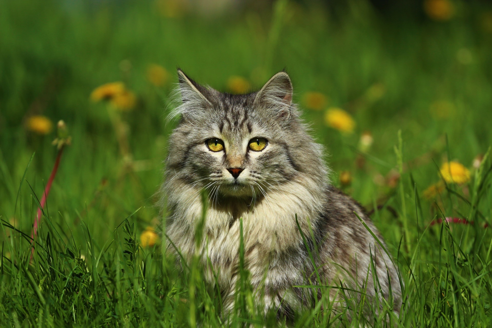 無料モバイル壁紙動物, 草, ネコ, 猫, ふわふわ, 緑の目をダウンロードします。