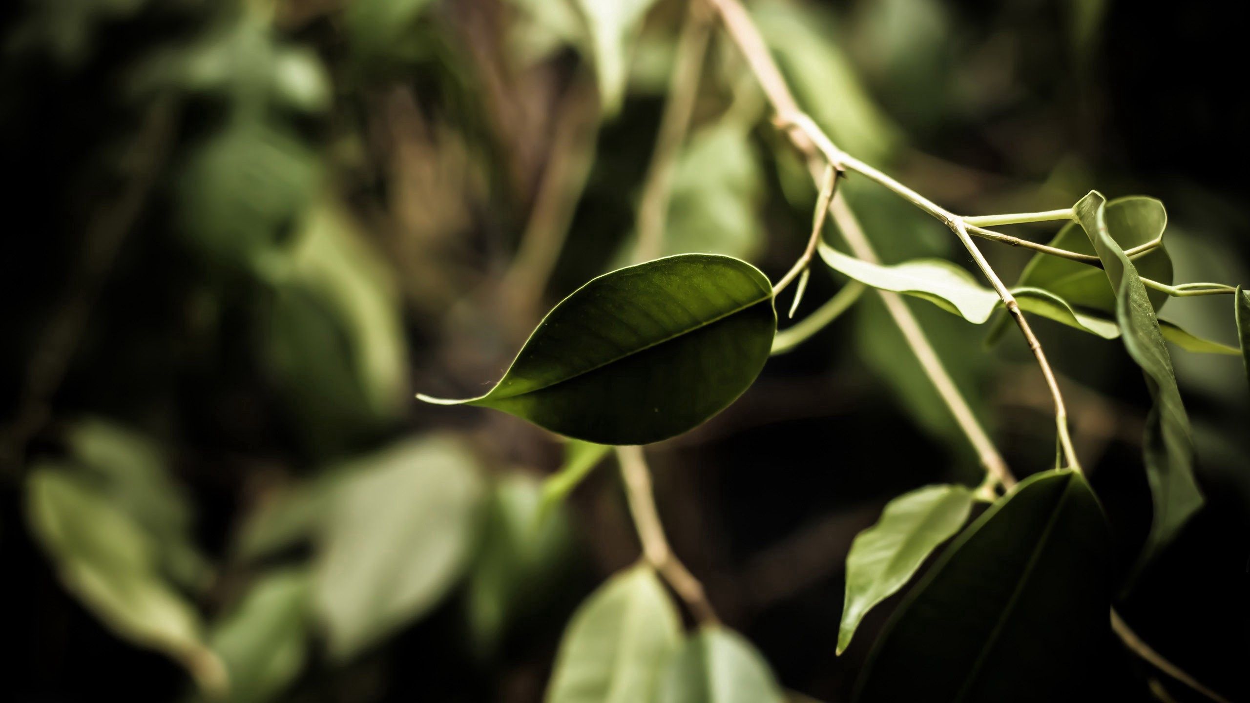 Free download wallpaper Grass, Plant, Macro, Leaves on your PC desktop