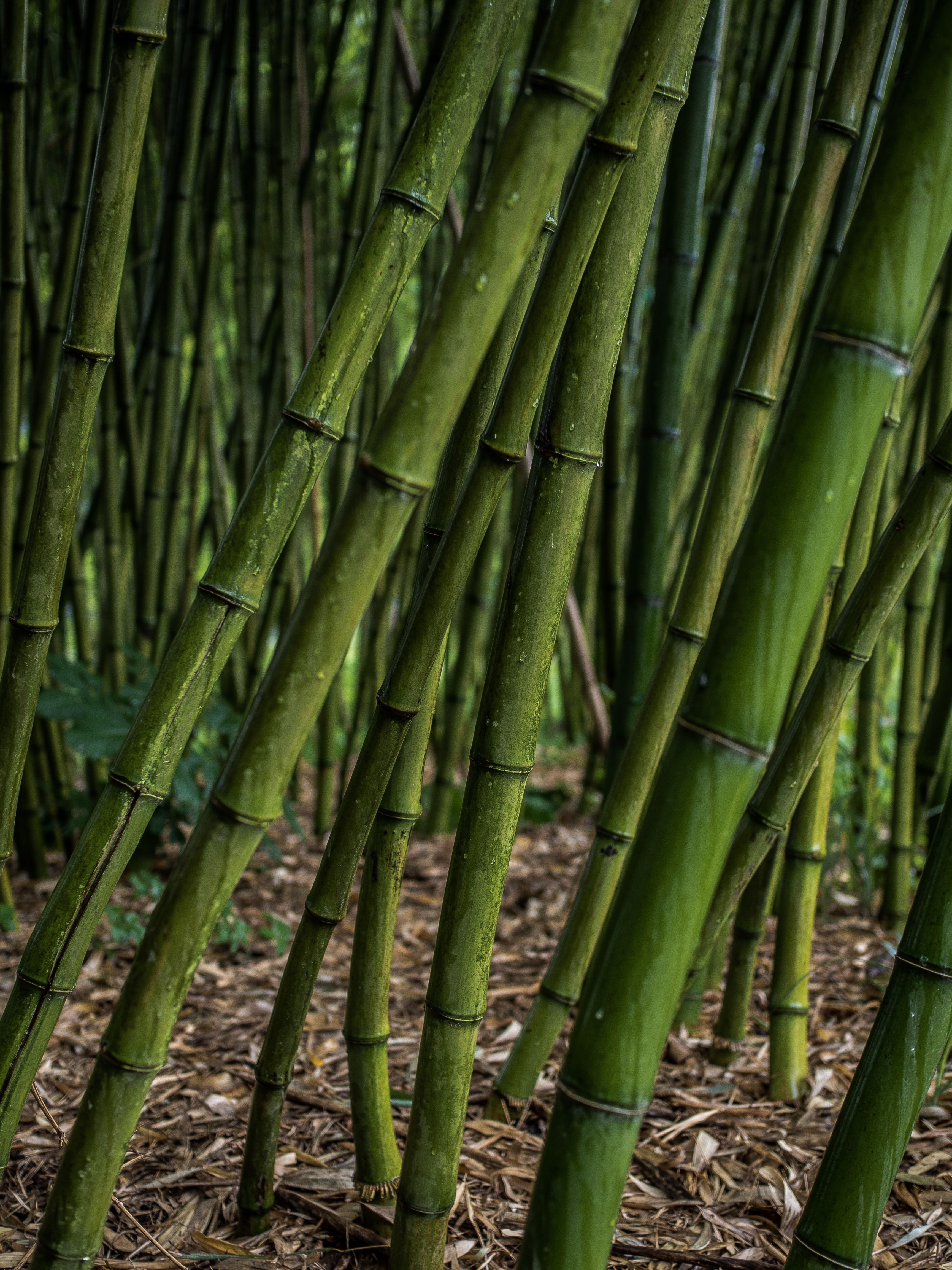 96206 скачать обои бамбук, растения, зеленый, природа, роща - заставки и картинки бесплатно