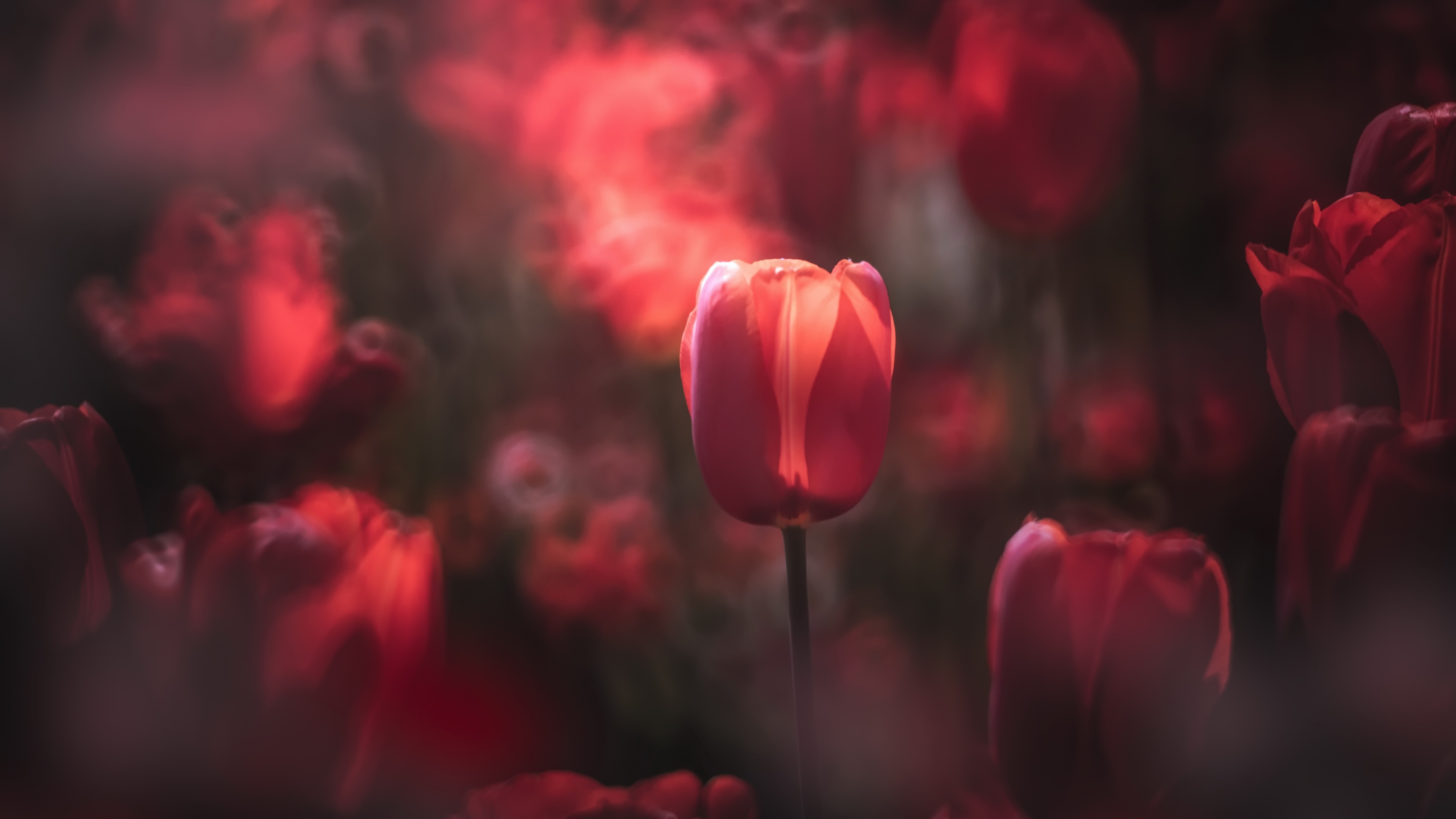Baixe gratuitamente a imagem Flores, Flor, Macro, Bokeh, Tulipa, Flor Vermelha, Terra/natureza na área de trabalho do seu PC