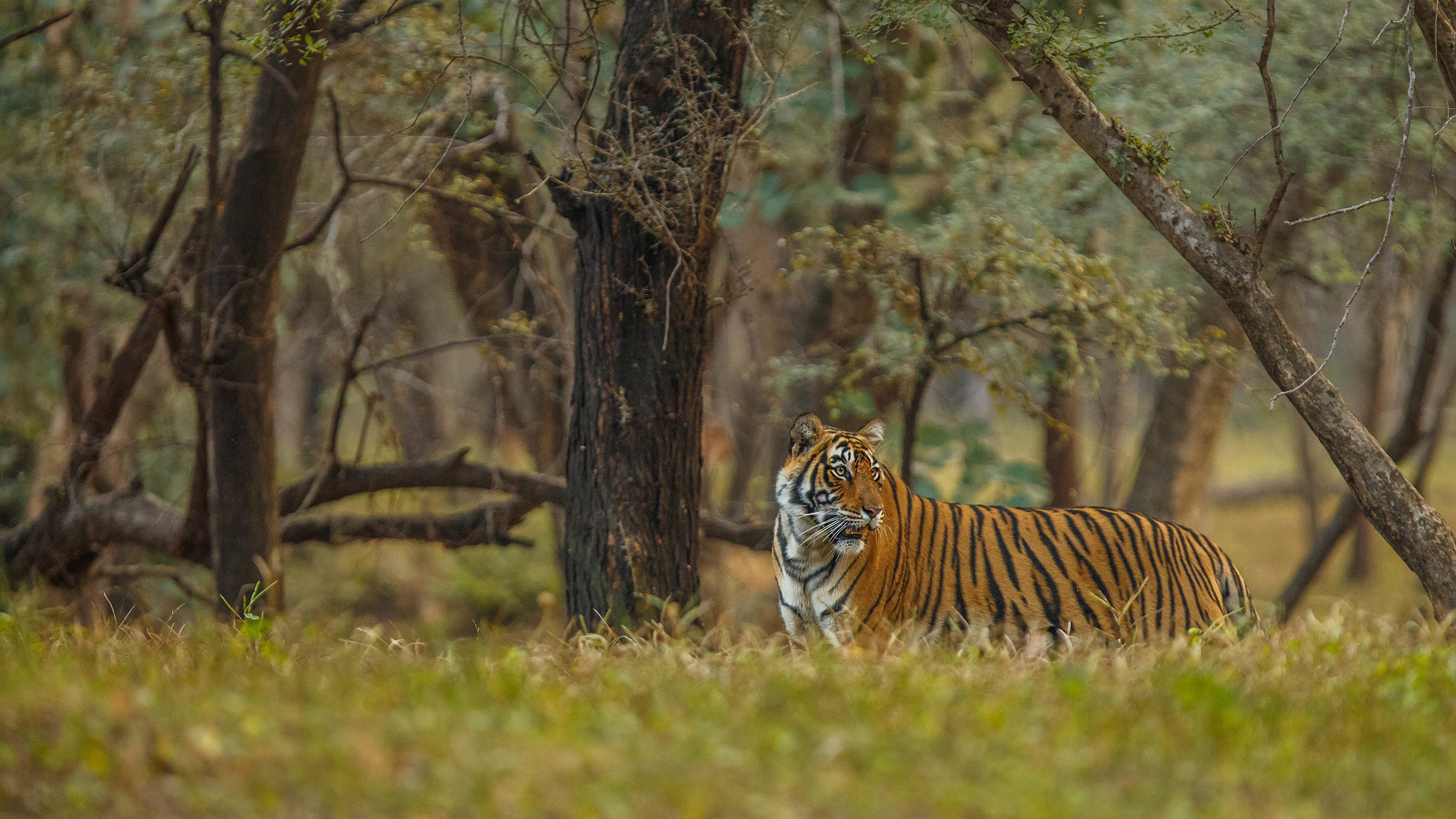 Baixe gratuitamente a imagem Animais, Gatos, Tigre na área de trabalho do seu PC