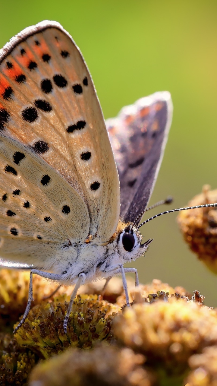 Descarga gratuita de fondo de pantalla para móvil de Animales, Macro, Insecto, Mariposa, Macrofotografía.