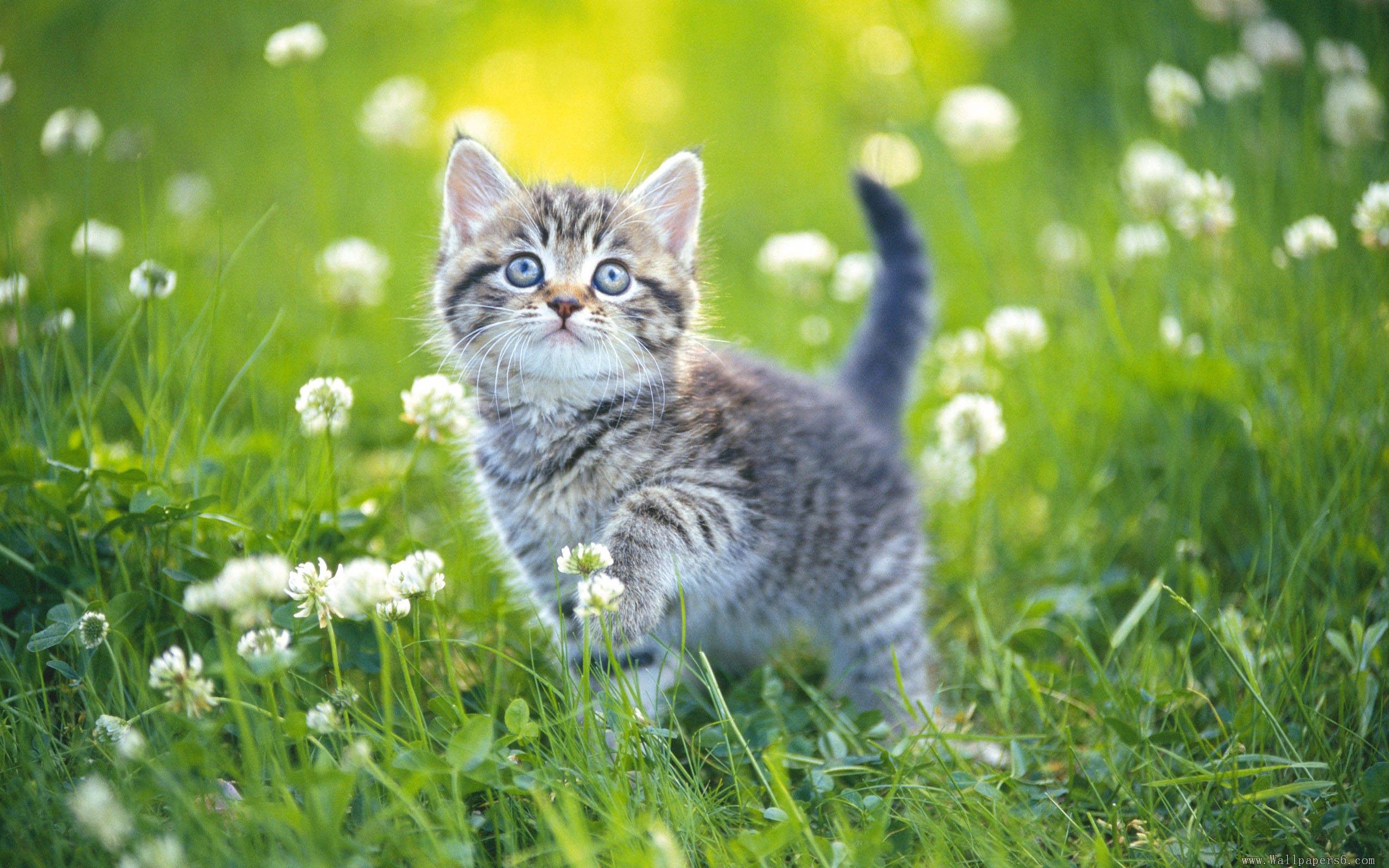 122267 скачать картинку котенок, полосатый, цветы, животные, трава - обои и заставки бесплатно