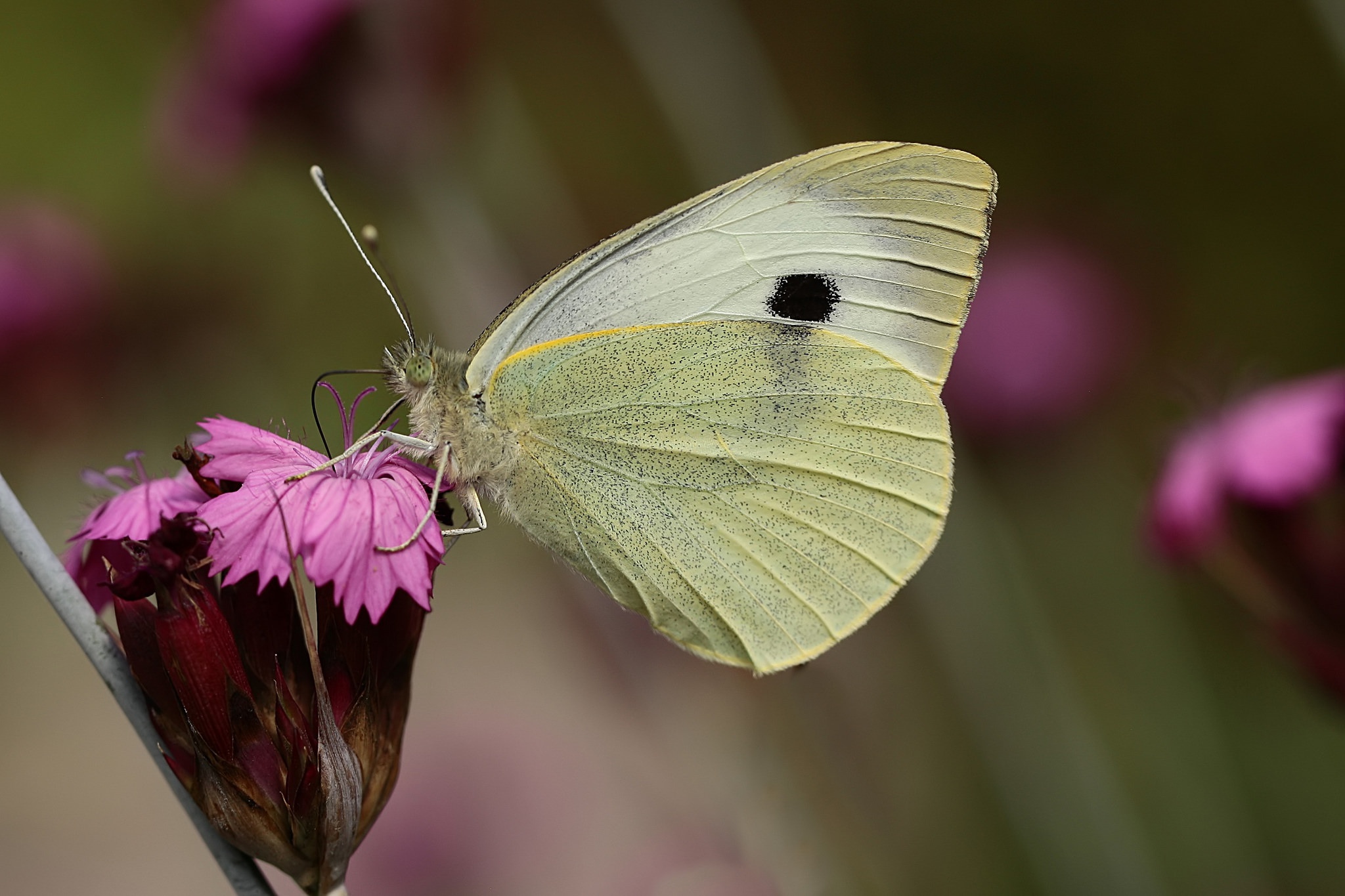 Free download wallpaper Macro, Insect, Butterfly, Animal on your PC desktop