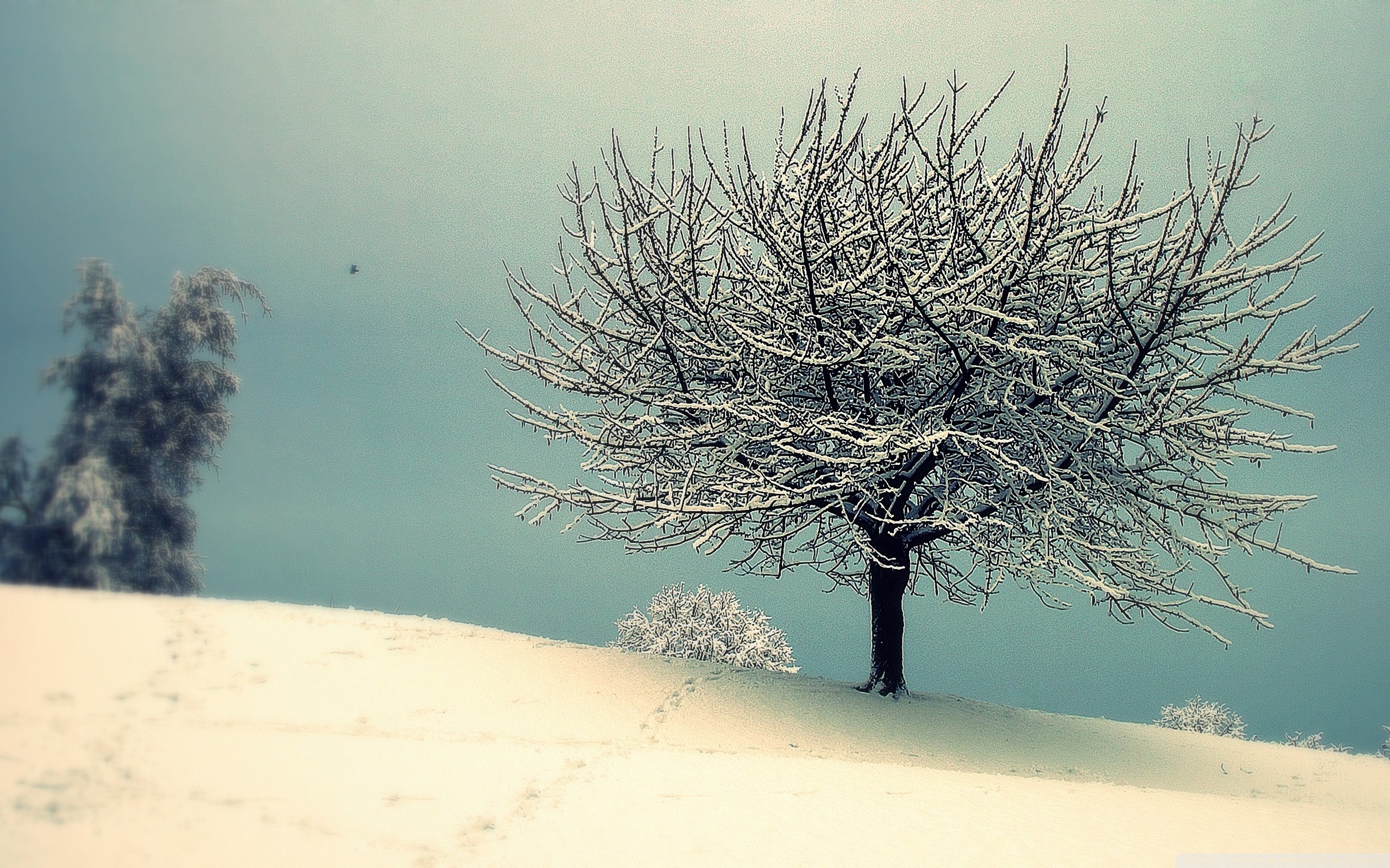 Download mobile wallpaper Winter, Snow, Tree, Earth, Vintage for free.