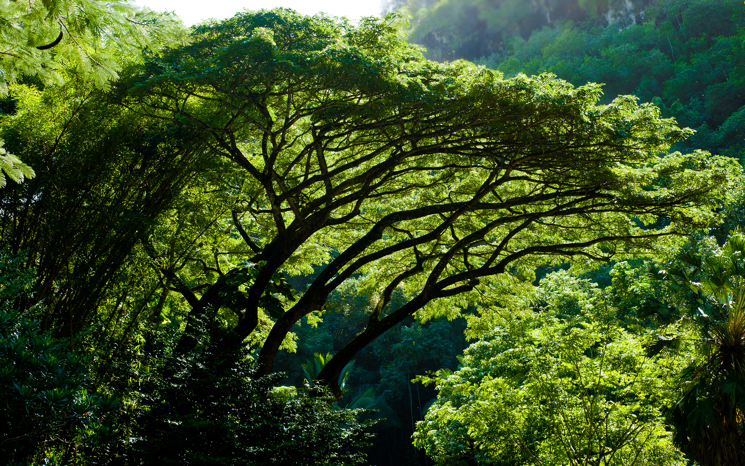 Скачать картинку Зеленый, Лес, Дерево, Земля/природа в телефон бесплатно.