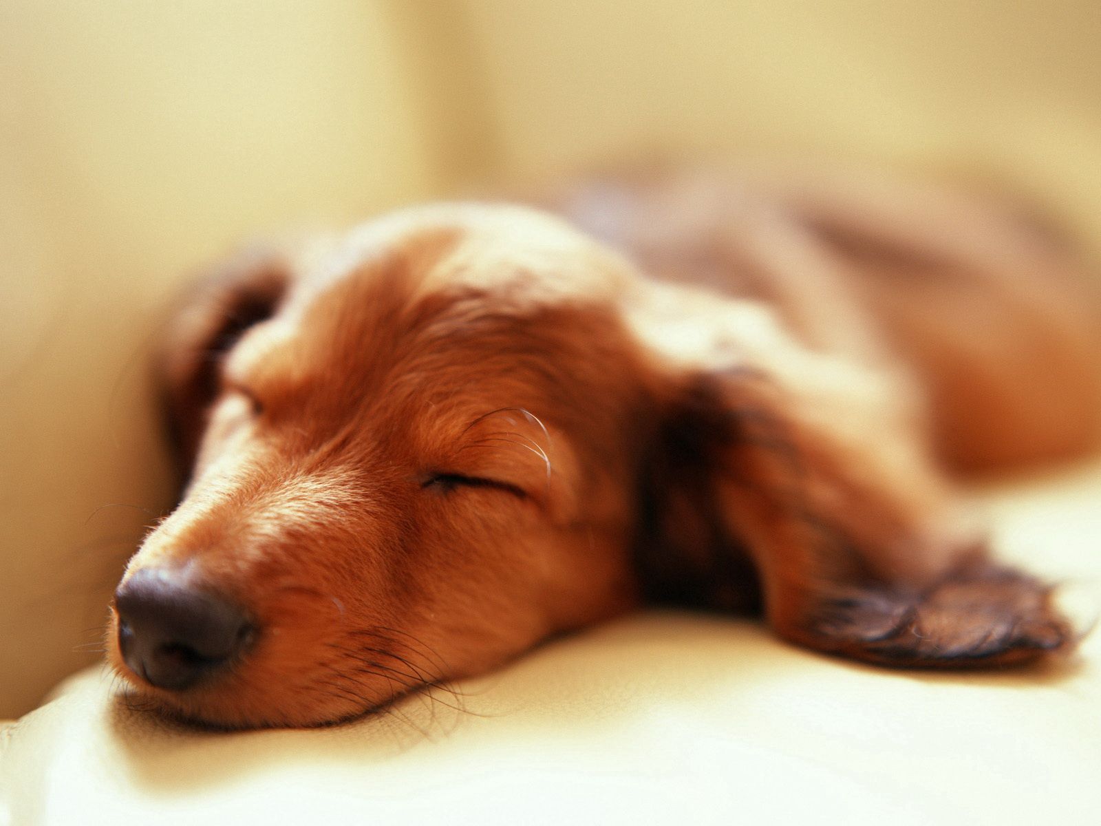 Handy-Wallpaper Traum, Tiere, Schnauze, Schlafen, Flauschige, Hund kostenlos herunterladen.