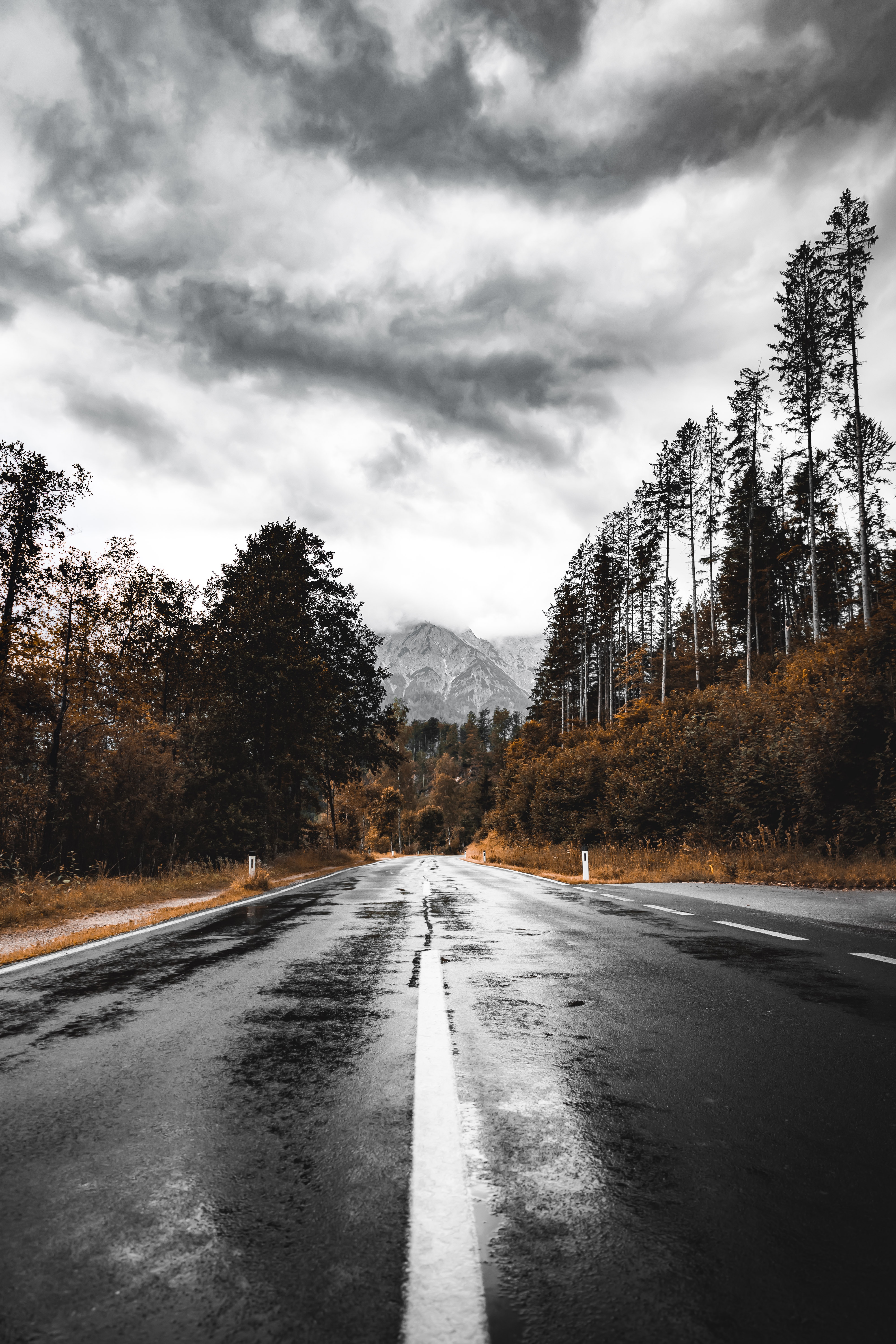 mountains, asphalt, wet, nature, road, forest HD wallpaper