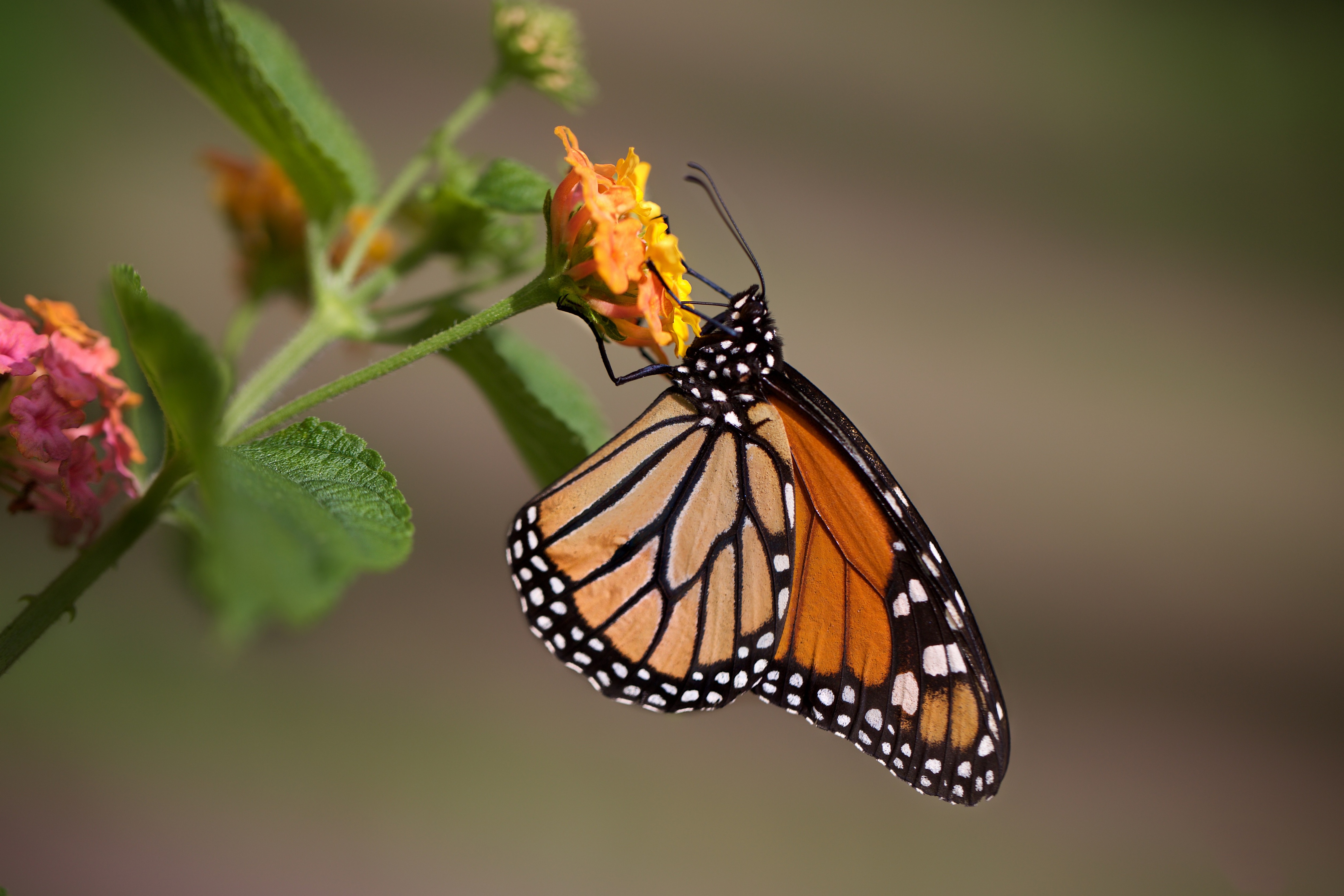 Descarga gratuita de fondo de pantalla para móvil de Animales, Flor, Insecto, Mariposa, Macrofotografía.