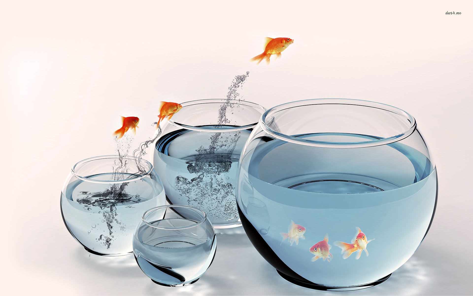 Скачать обои бесплатно Животные, Рыба, Золотая Рыбка картинка на рабочий стол ПК