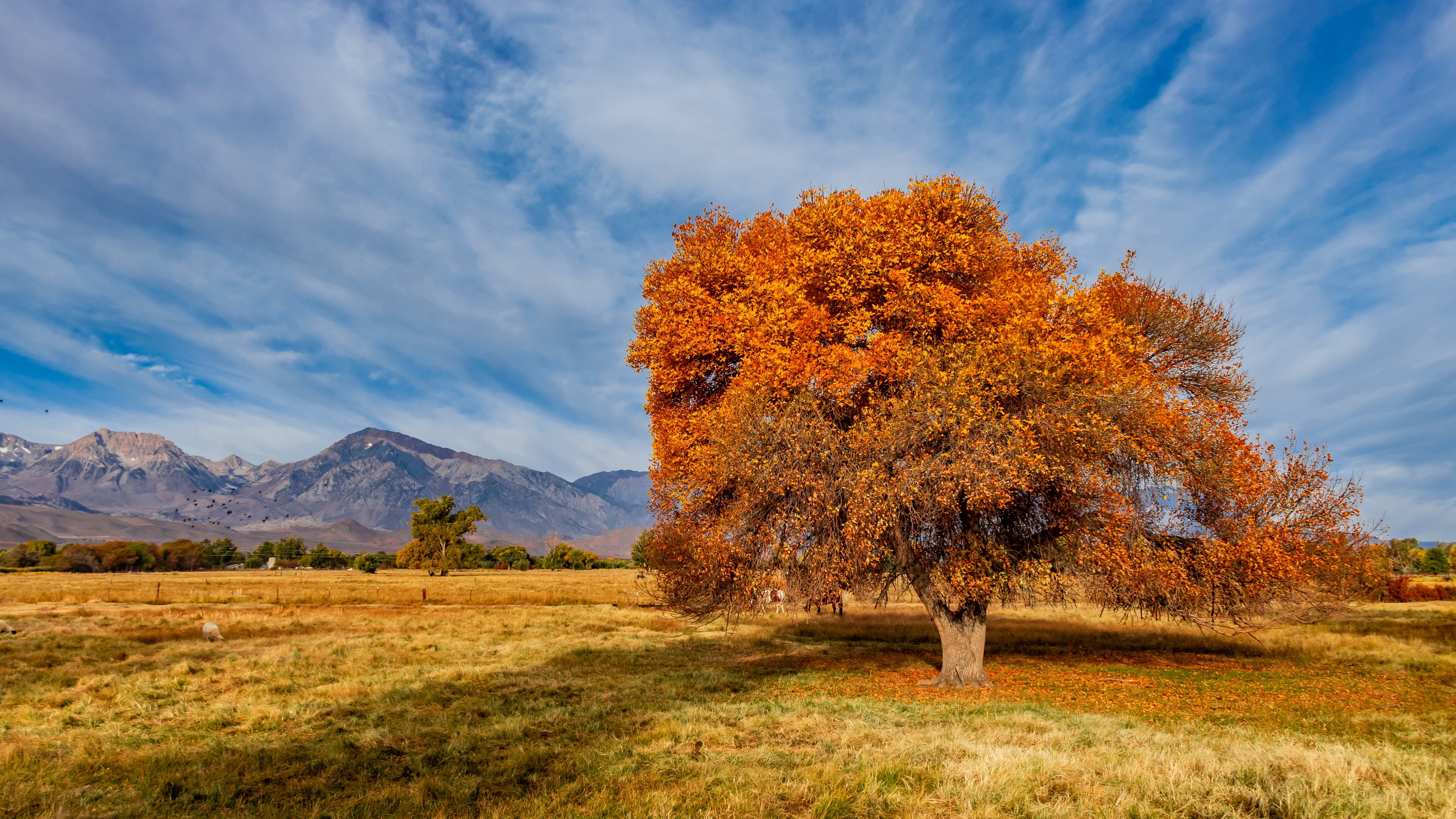 Скачать картинку Деревья, Осень, Гора, Дерево, Поле, Калифорния, Земля/природа в телефон бесплатно.