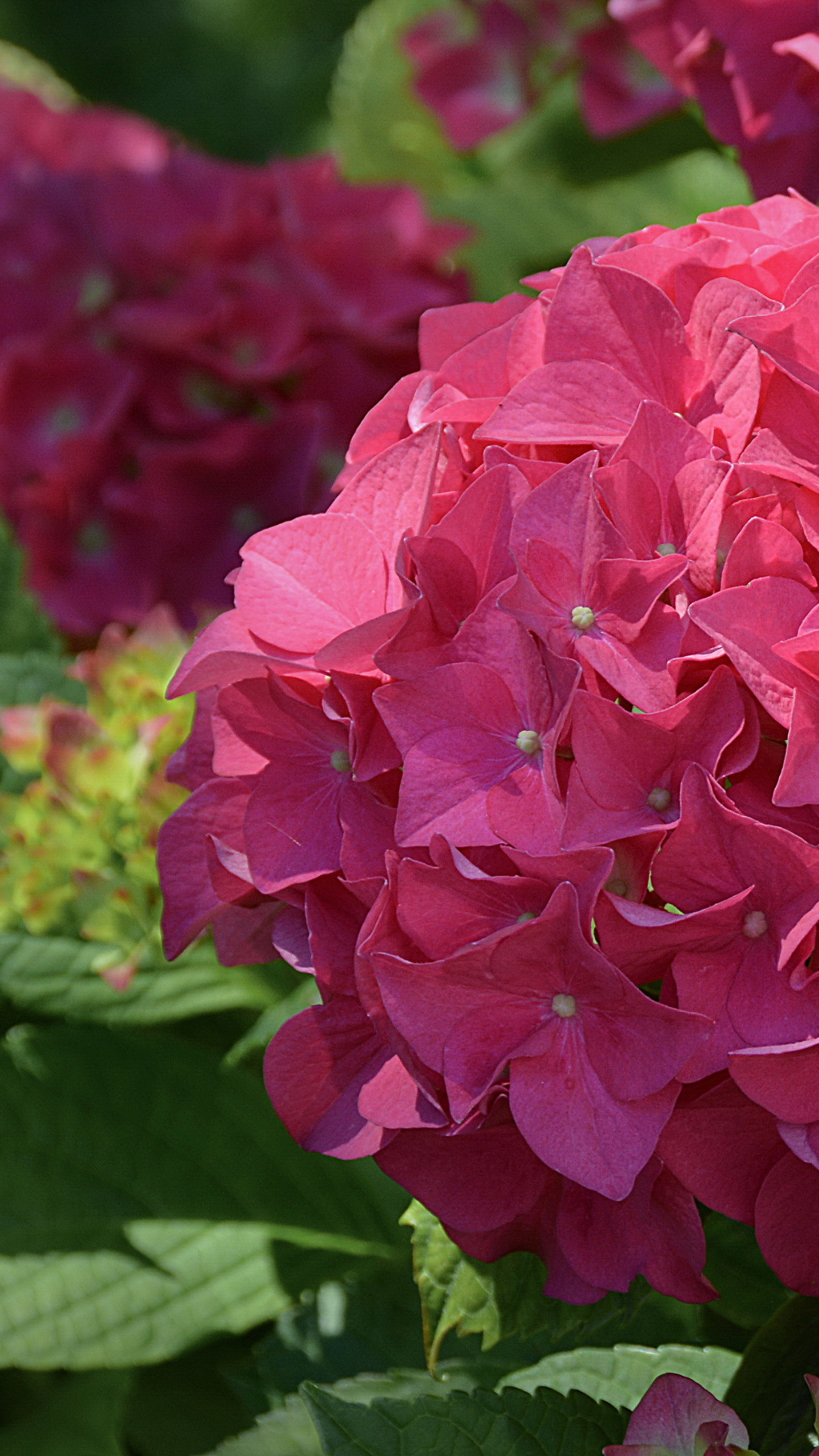 Laden Sie das Blumen, Blume, Erde, Hortensien, Erde/natur, Pinke Blume-Bild kostenlos auf Ihren PC-Desktop herunter