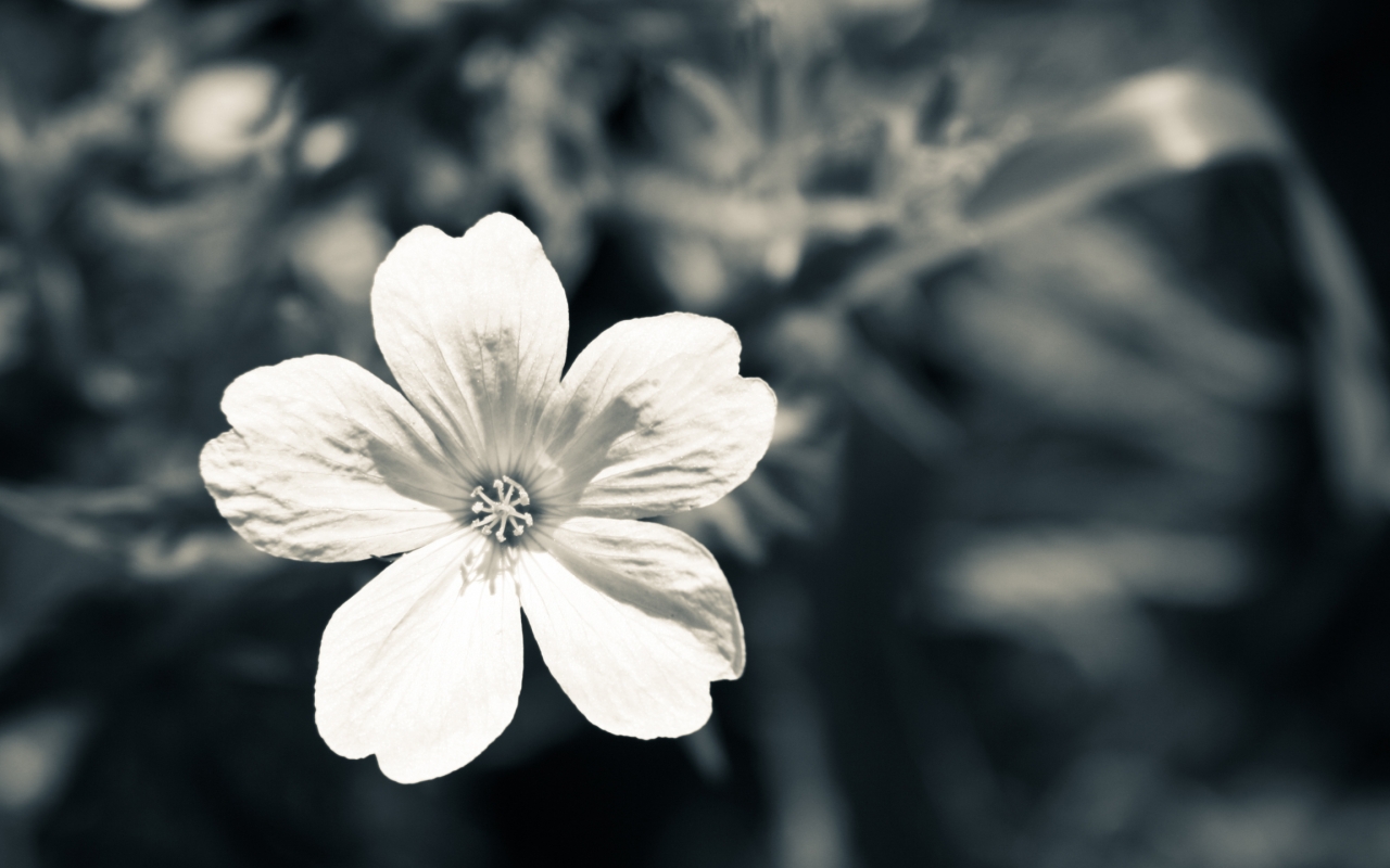 Baixar papel de parede para celular de Flor, Terra/natureza gratuito.