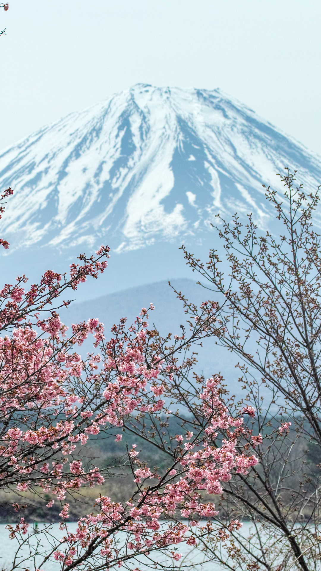 Download mobile wallpaper Sakura, Branch, Earth, Spring, Mount Fuji, Blossom, Volcanoes for free.