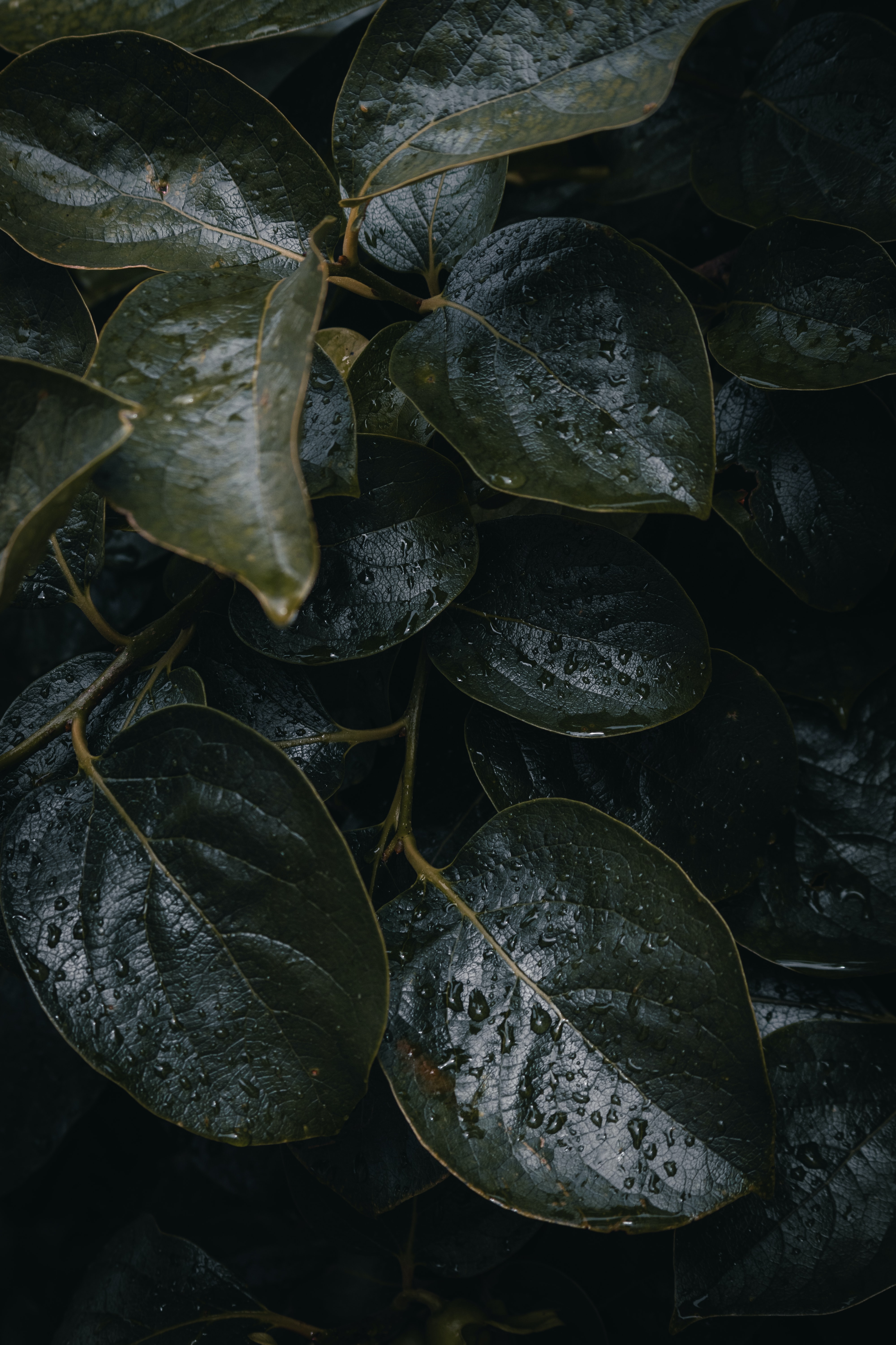 Free download wallpaper Leaves, Plant, Macro, Drops, Dark on your PC desktop