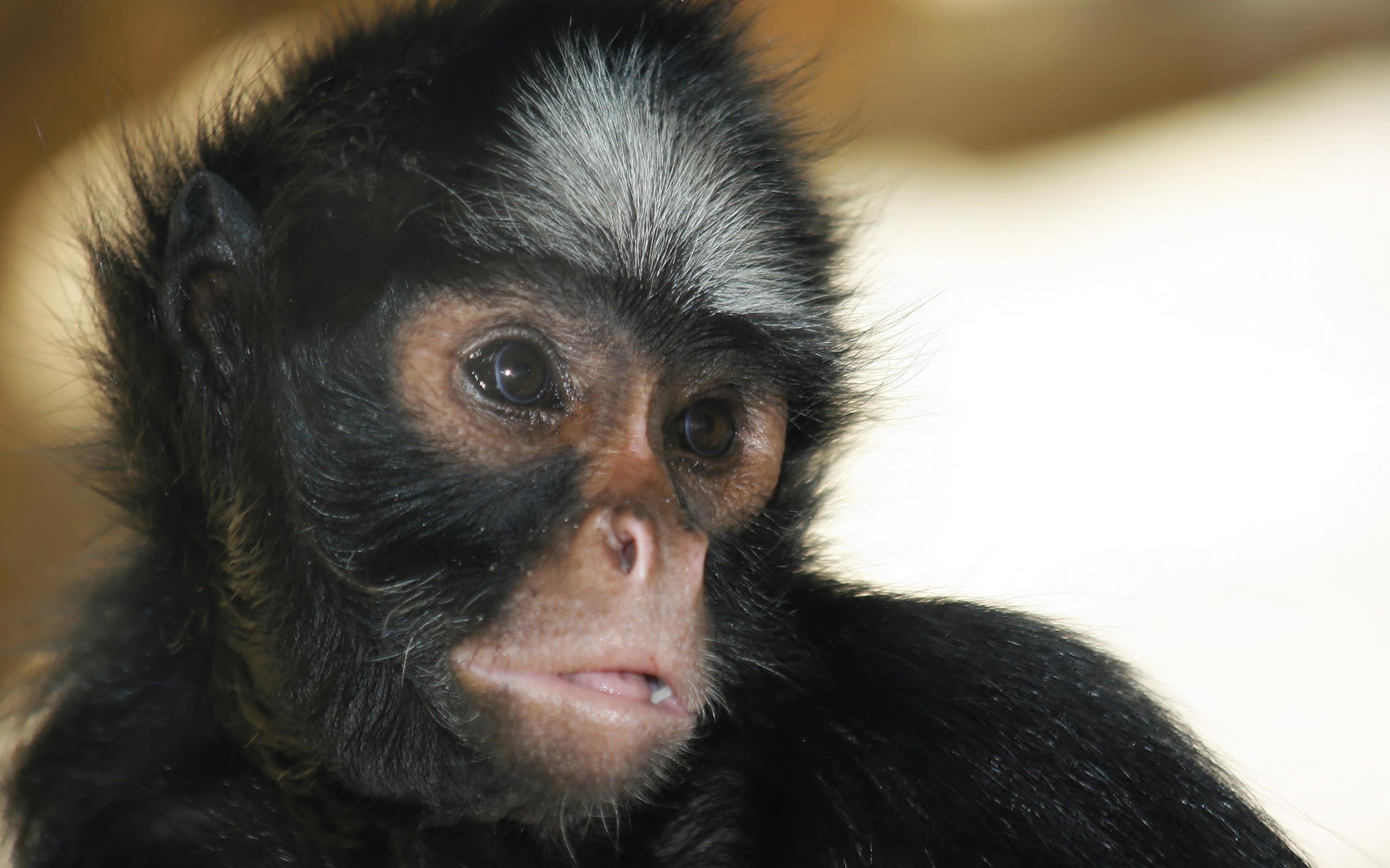 Téléchargez gratuitement l'image Animaux, Singes, Singe sur le bureau de votre PC