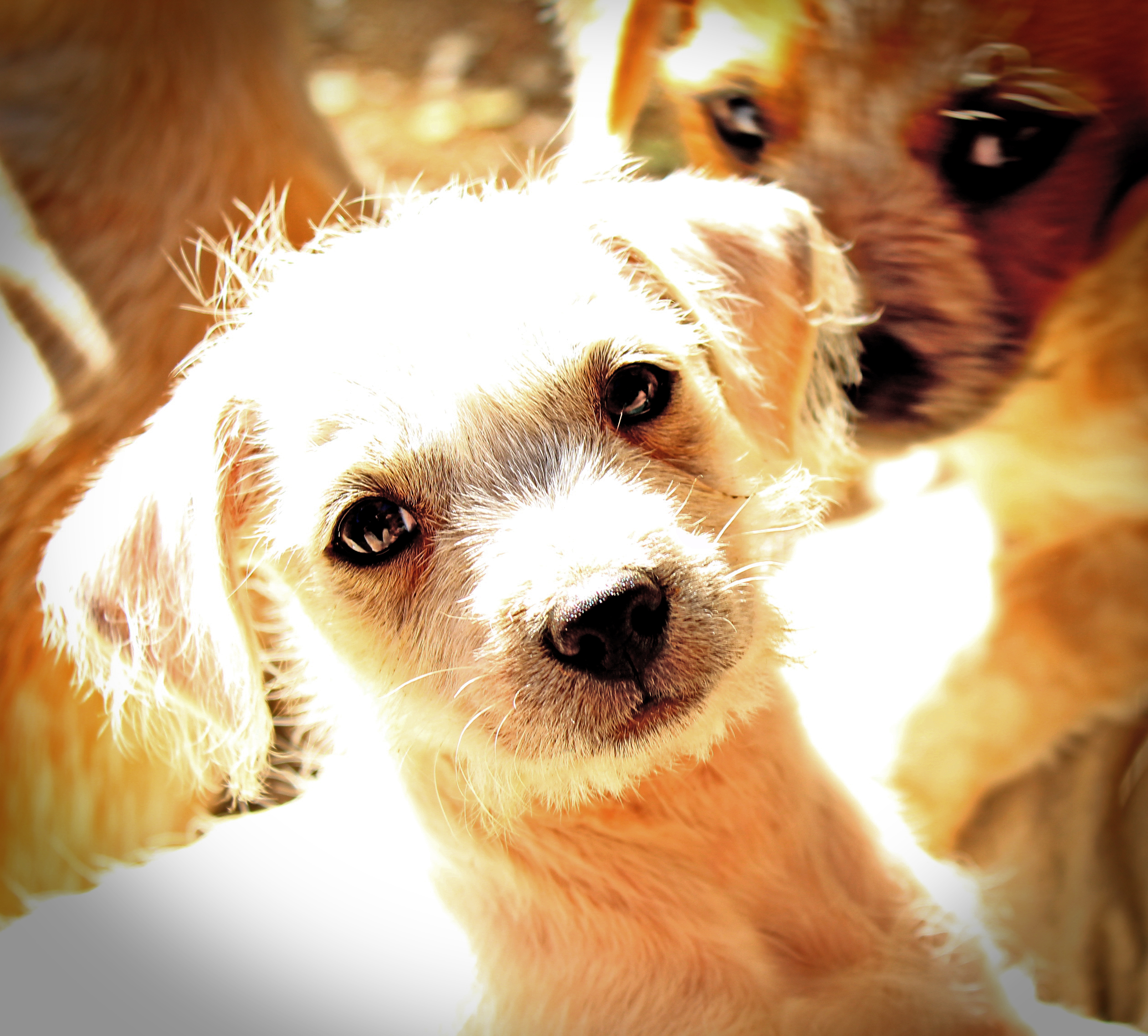 Laden Sie das Tiere, Hunde, Welpen-Bild kostenlos auf Ihren PC-Desktop herunter