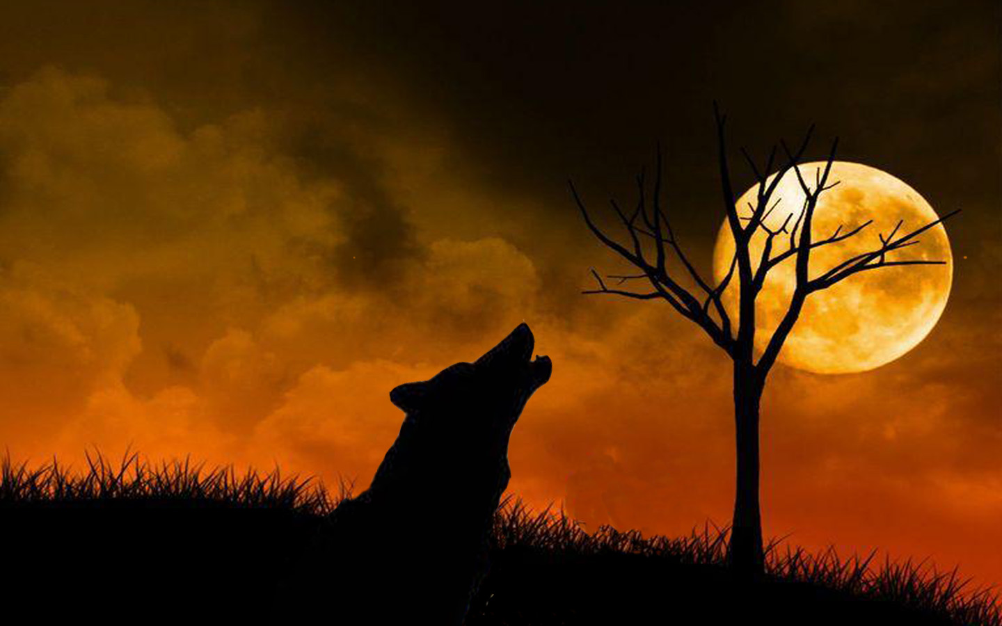Laden Sie das Tiere, Wolf-Bild kostenlos auf Ihren PC-Desktop herunter