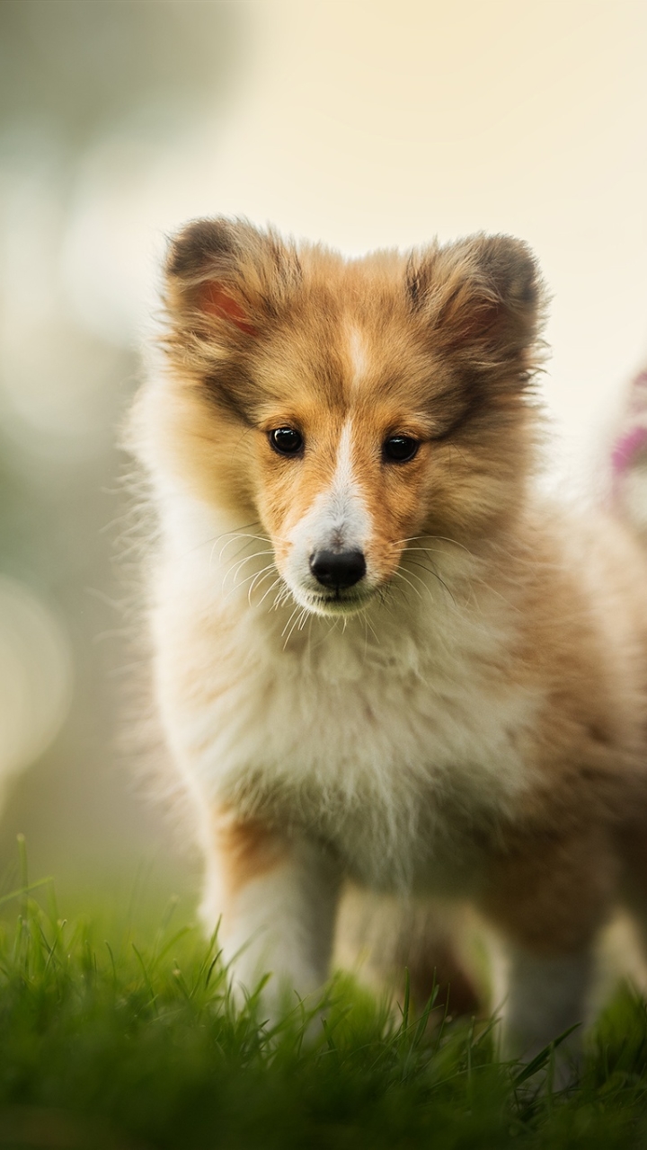 Download mobile wallpaper Dogs, Dog, Animal, Puppy, Bokeh, Shetland Sheepdog, Baby Animal for free.