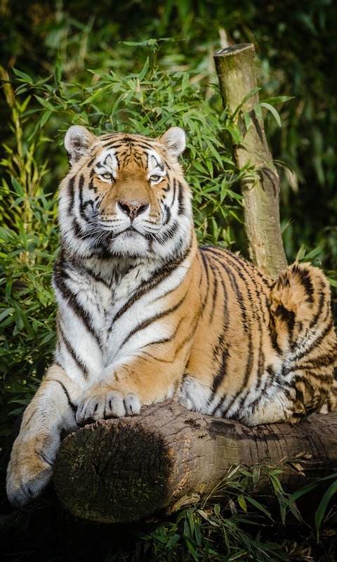 Descarga gratuita de fondo de pantalla para móvil de Animales, Gatos, Tigre, Zoo.