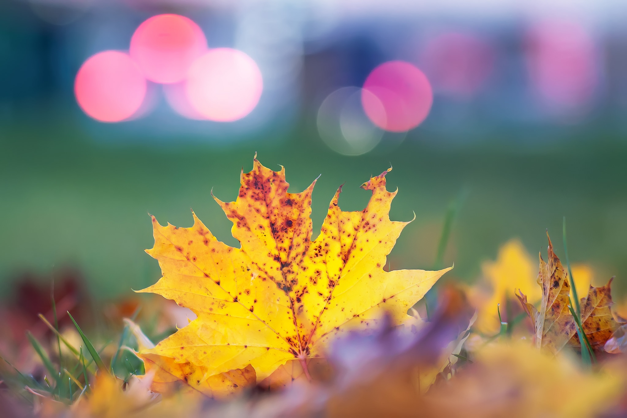 Free download wallpaper Nature, Macro, Leaf, Fall, Earth, Bokeh on your PC desktop