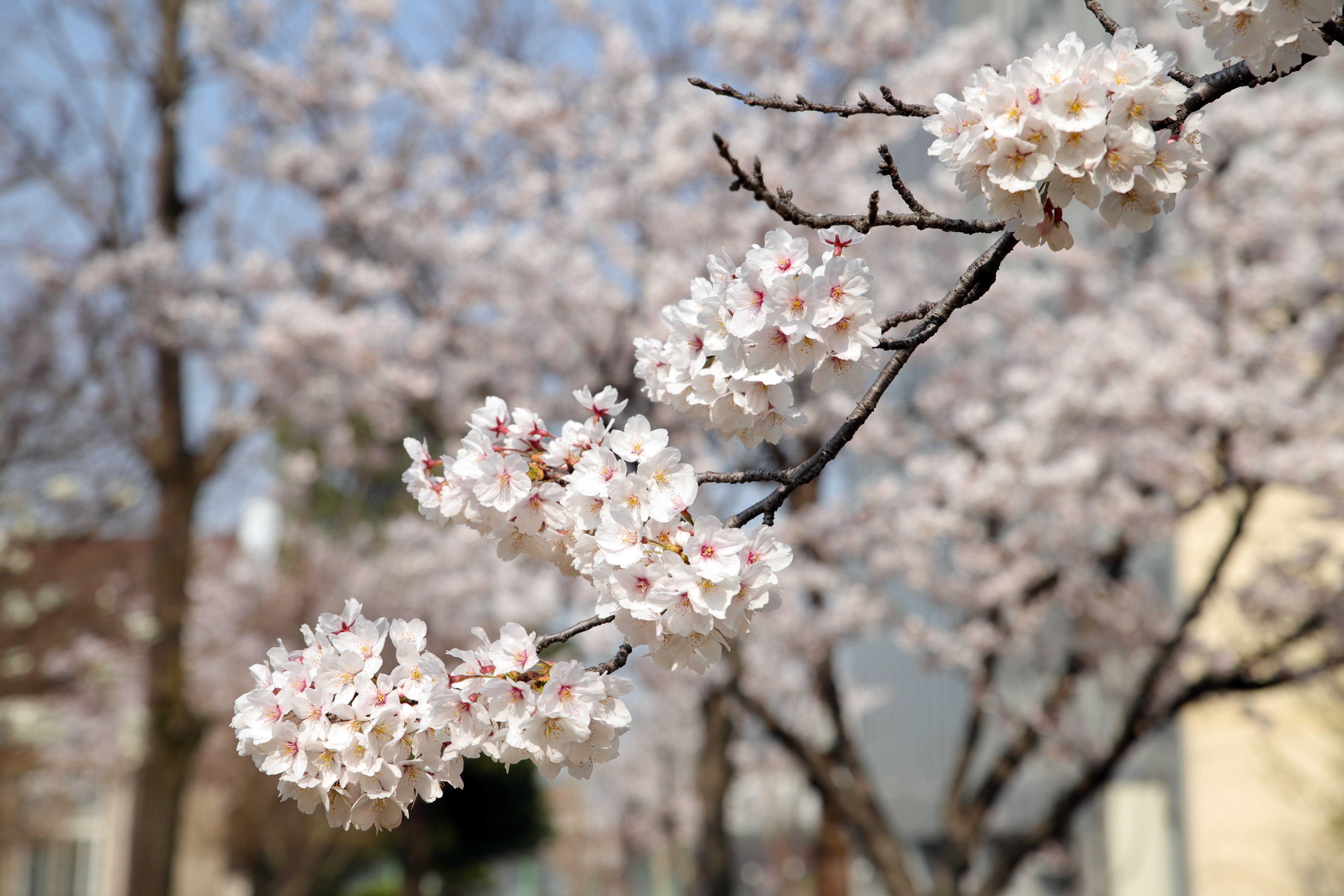 Free download wallpaper Flowers, Branch, Earth, Spring, Blossom on your PC desktop