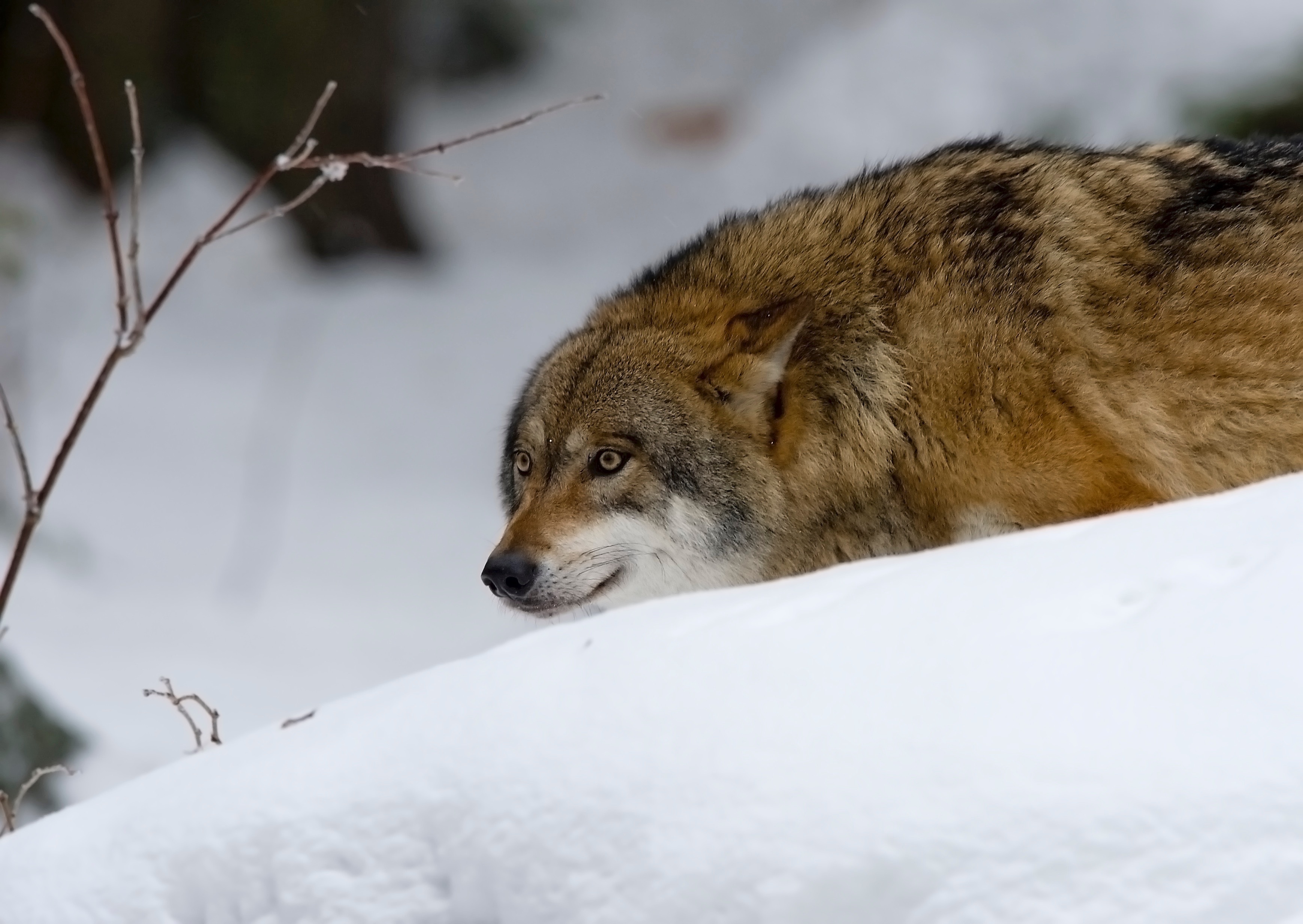 Free download wallpaper Animals, Wolf, Hunting, Hunt, Snow, Predator on your PC desktop