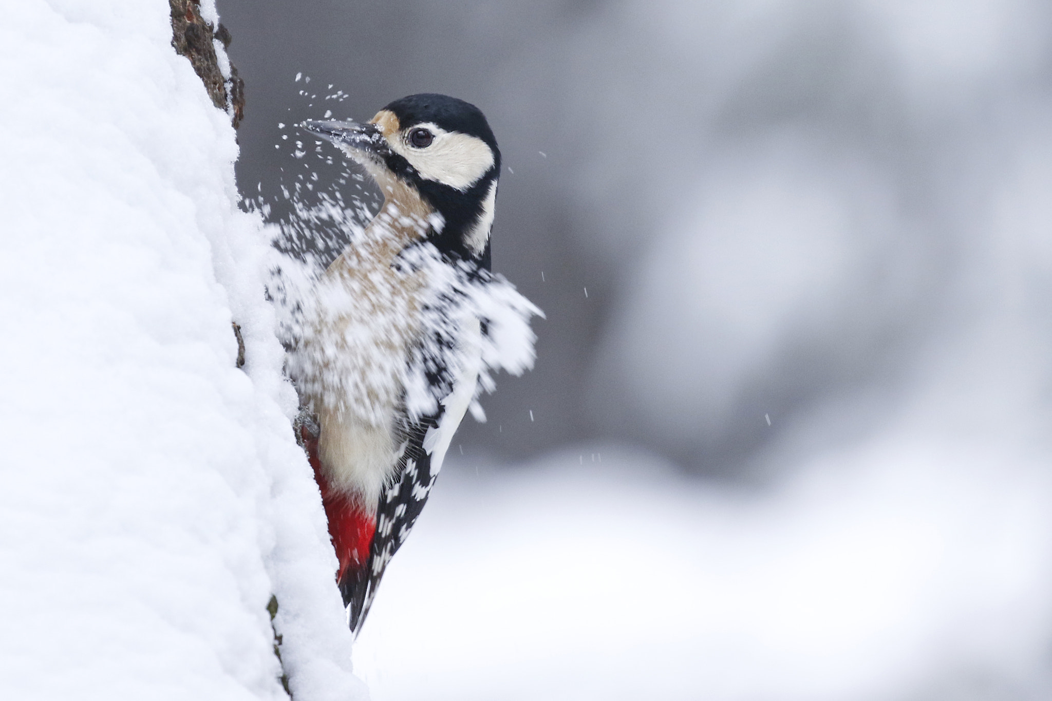 無料モバイル壁紙動物, 冬, 鳥, 雪, キツツキをダウンロードします。