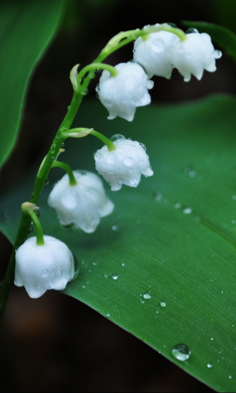 Download mobile wallpaper Flowers, Lily Of The Valley, Earth for free.