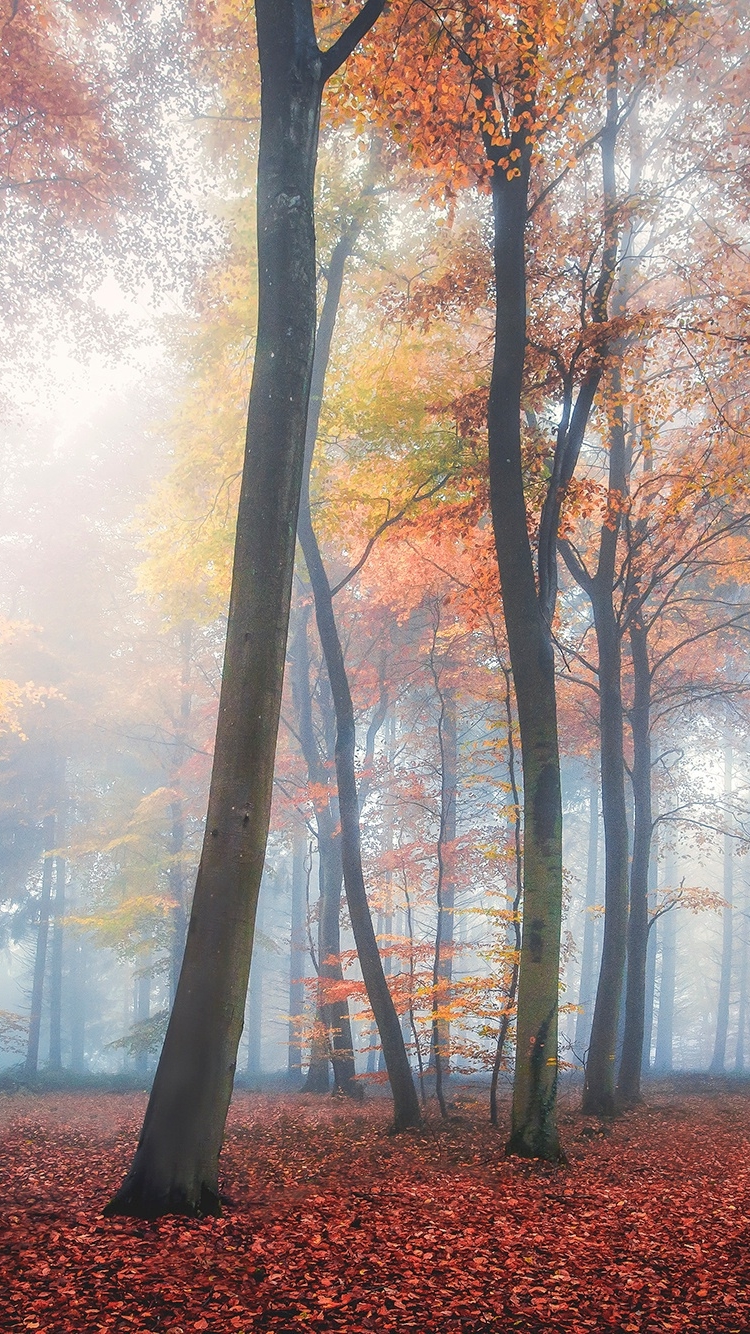 Download mobile wallpaper Nature, Forest, Tree, Fog, Fall, Earth for free.