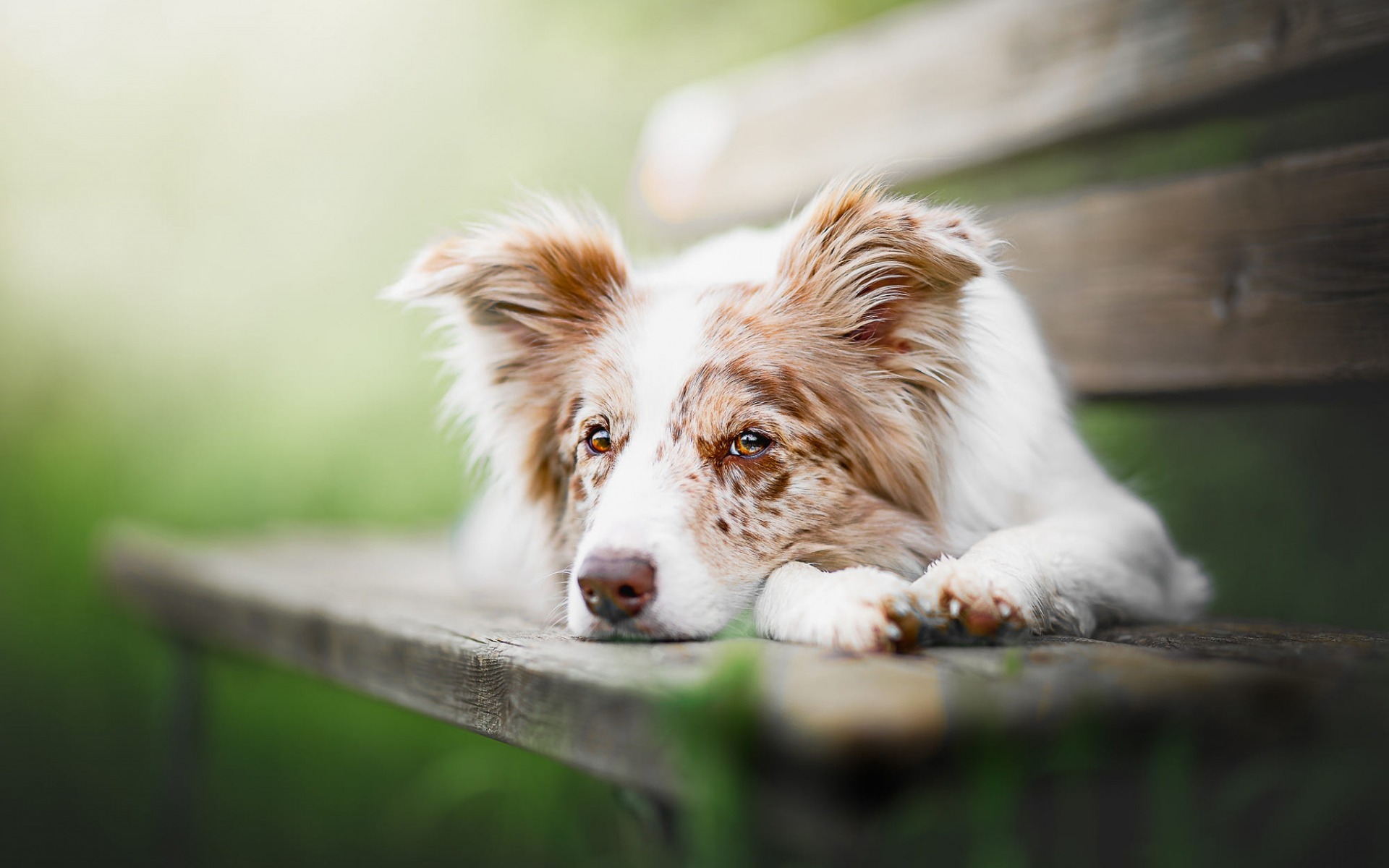 Download mobile wallpaper Dogs, Dog, Animal, Australian Shepherd for free.