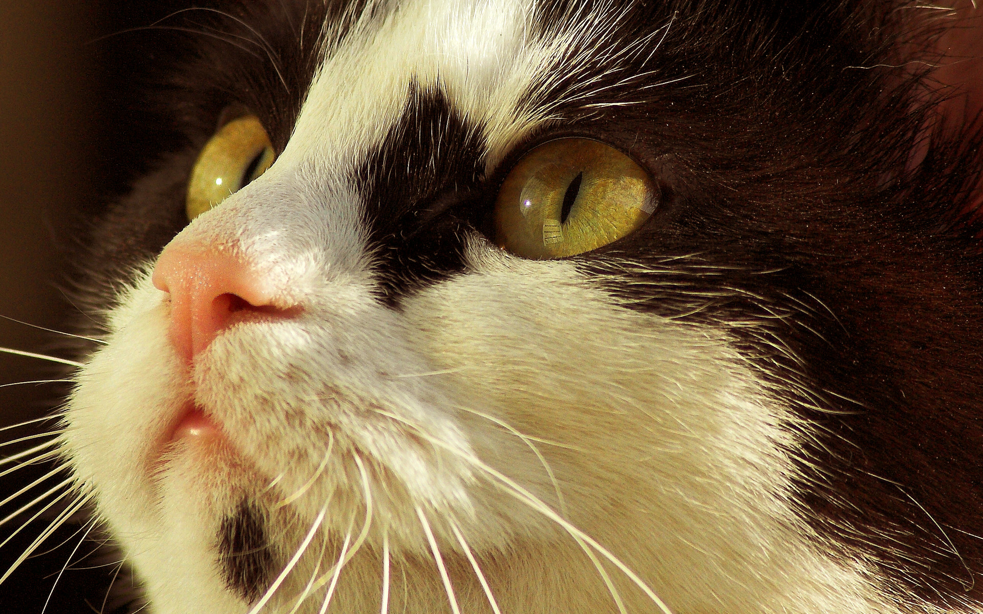 362645 descargar fondo de pantalla animales, gato, ojo, cabeza, gatos: protectores de pantalla e imágenes gratis