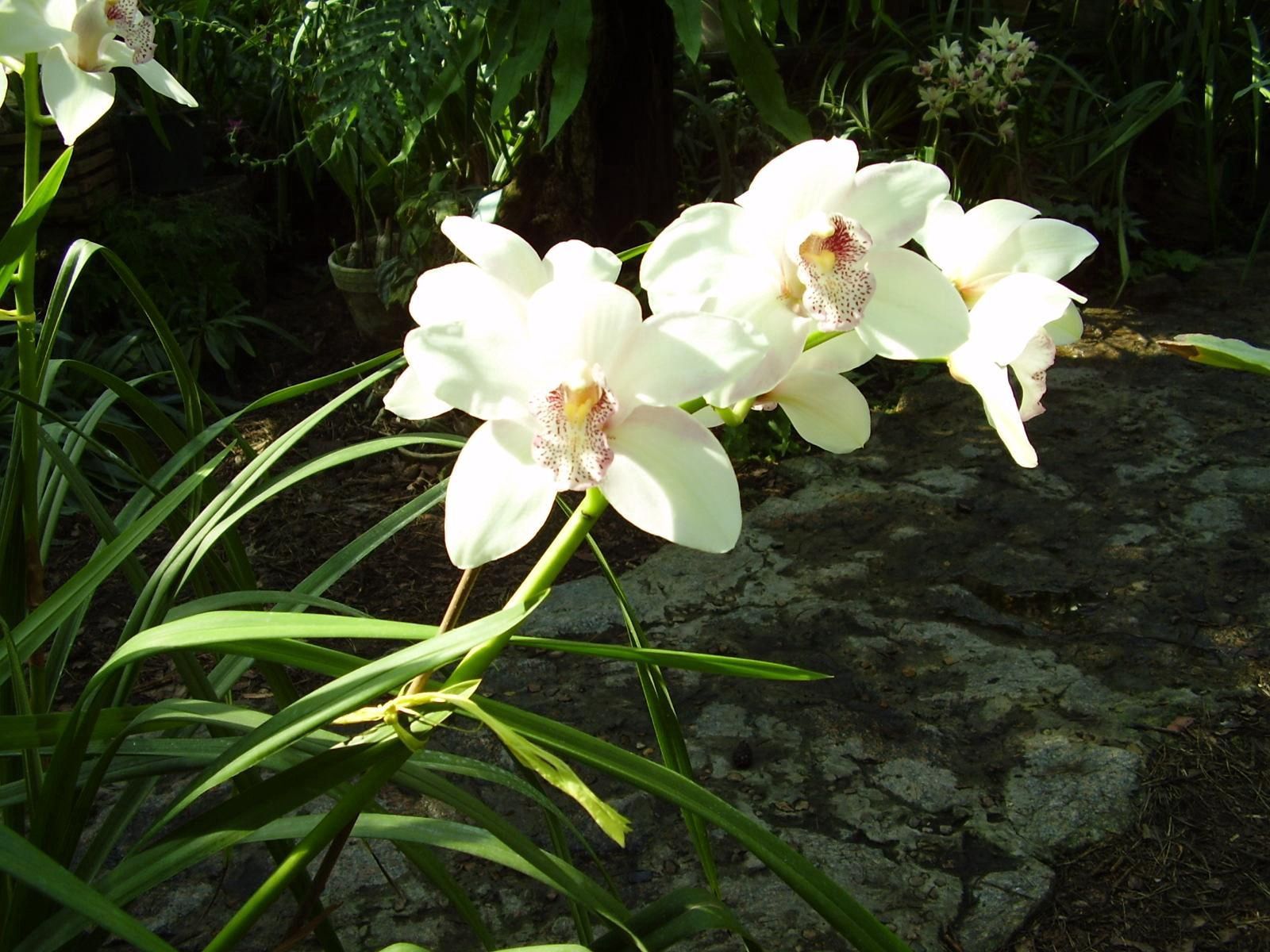 155475 baixar imagens flores, verdes, verdura, orquídeas, ensolarado - papéis de parede e protetores de tela gratuitamente