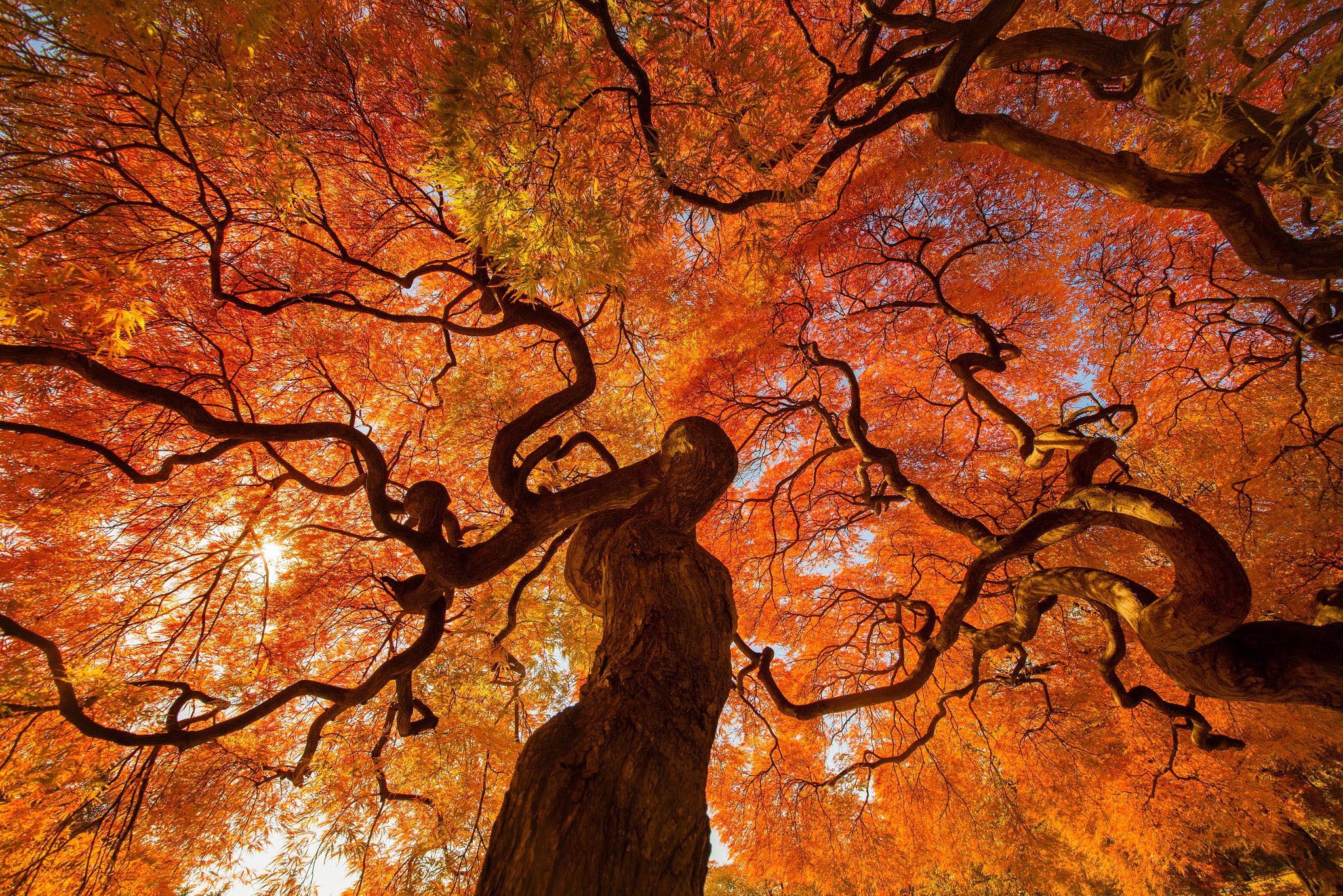Baixe gratuitamente a imagem Natureza, Árvores, Outono, Árvore, Ramo, Terra/natureza na área de trabalho do seu PC